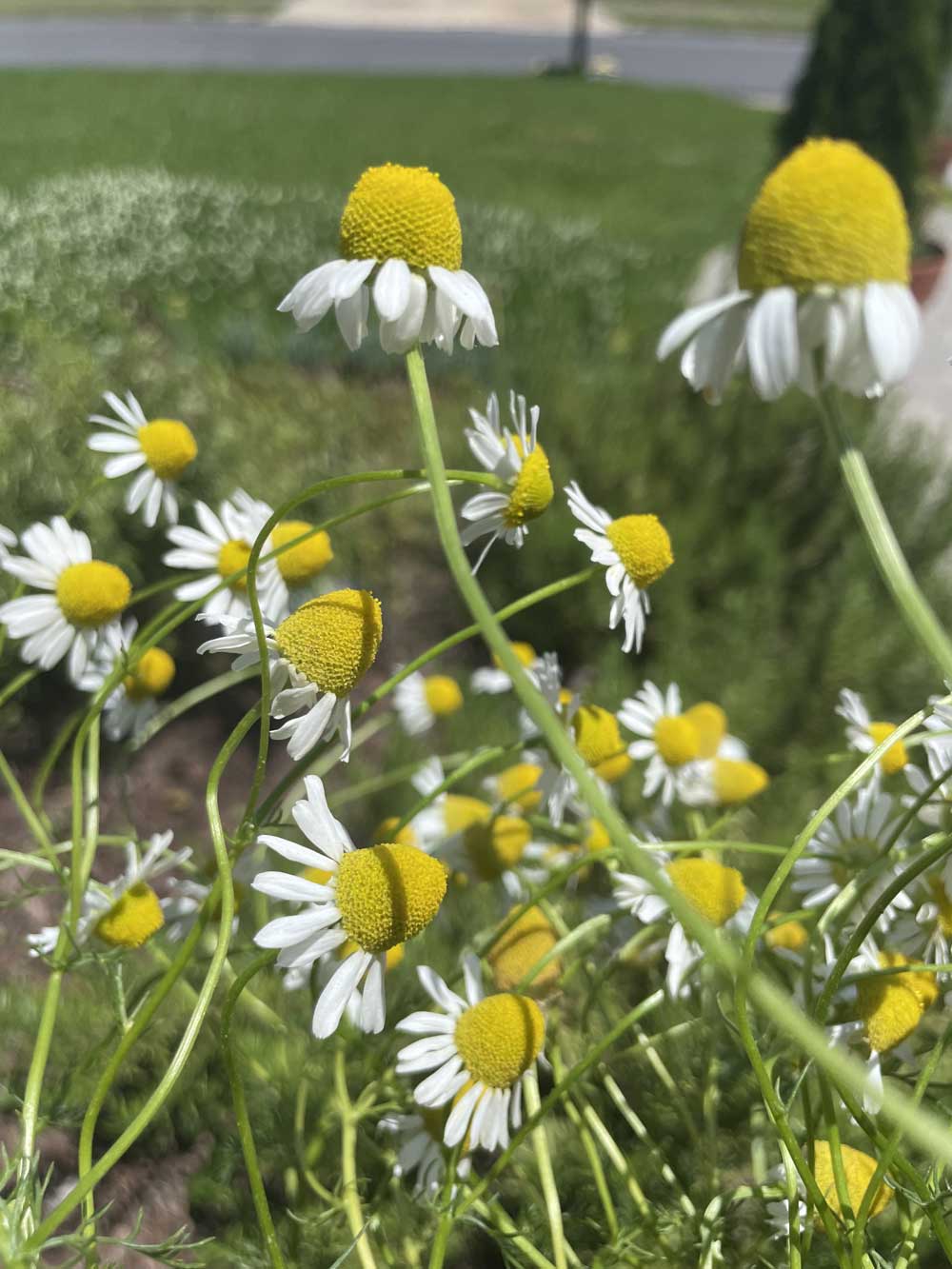 German Chamomile Harvest