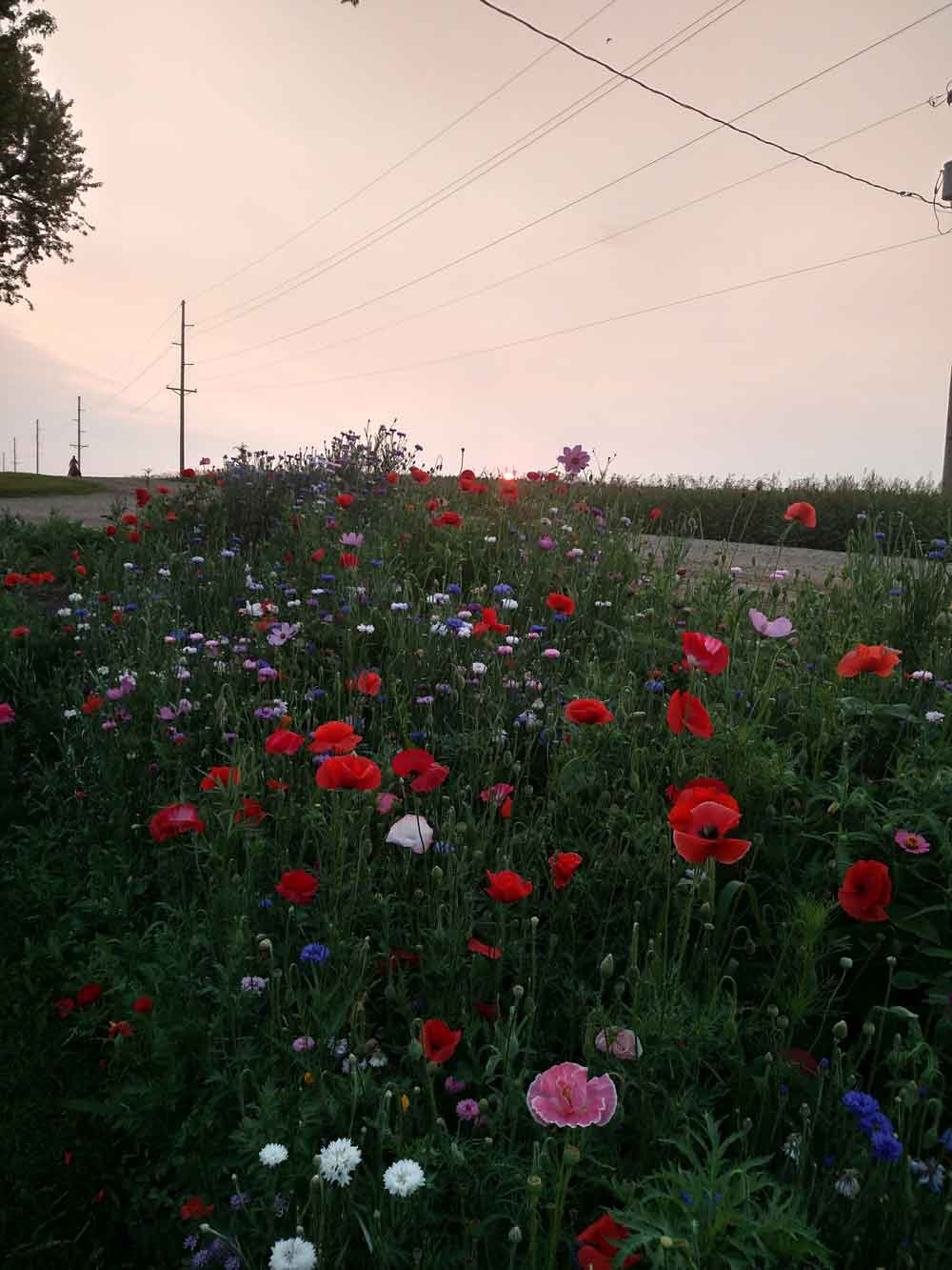 My almost 20-year-old wildflower ditch garden