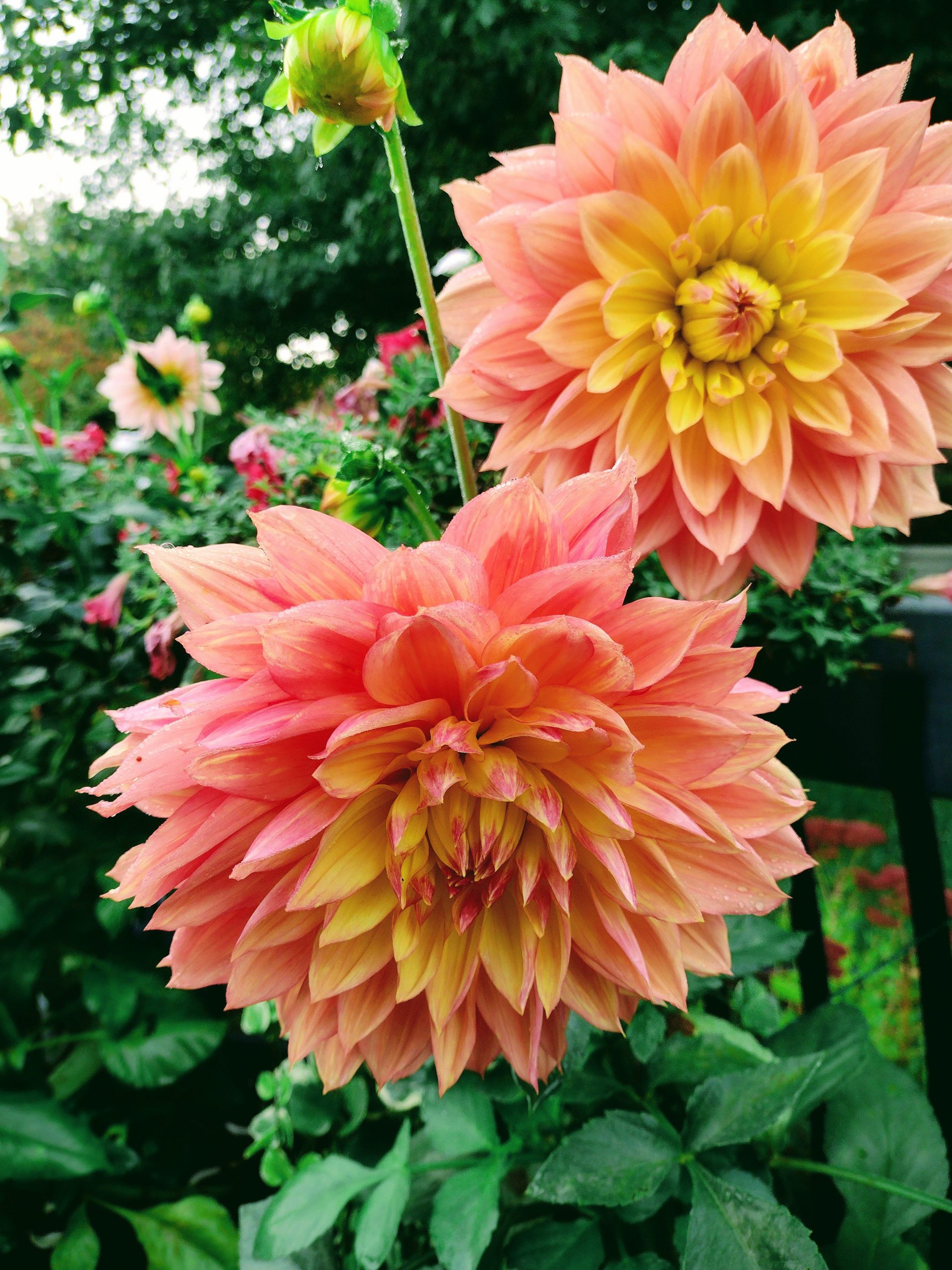 First Time With Dahlias