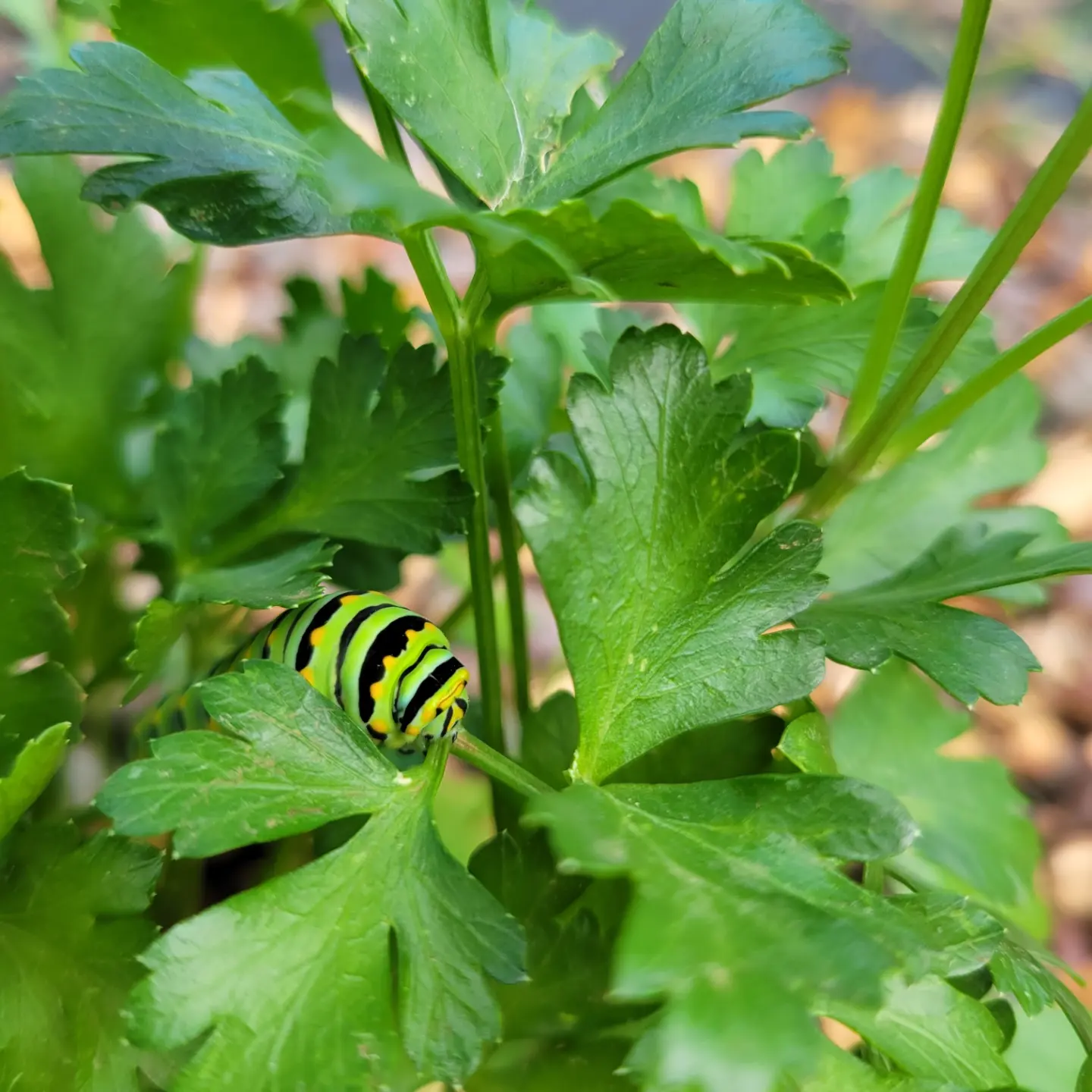 Parsley Friend