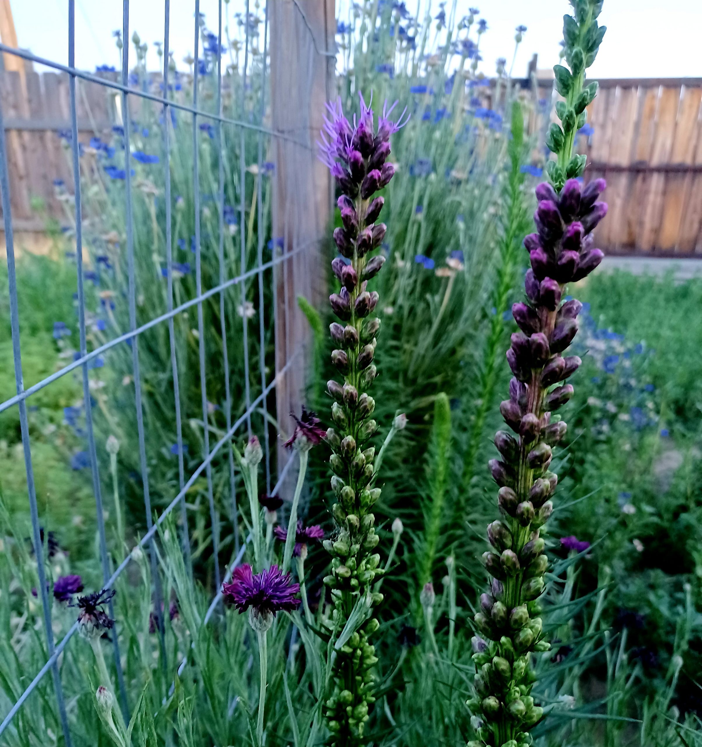 Bachelor’s buttons and Liatris