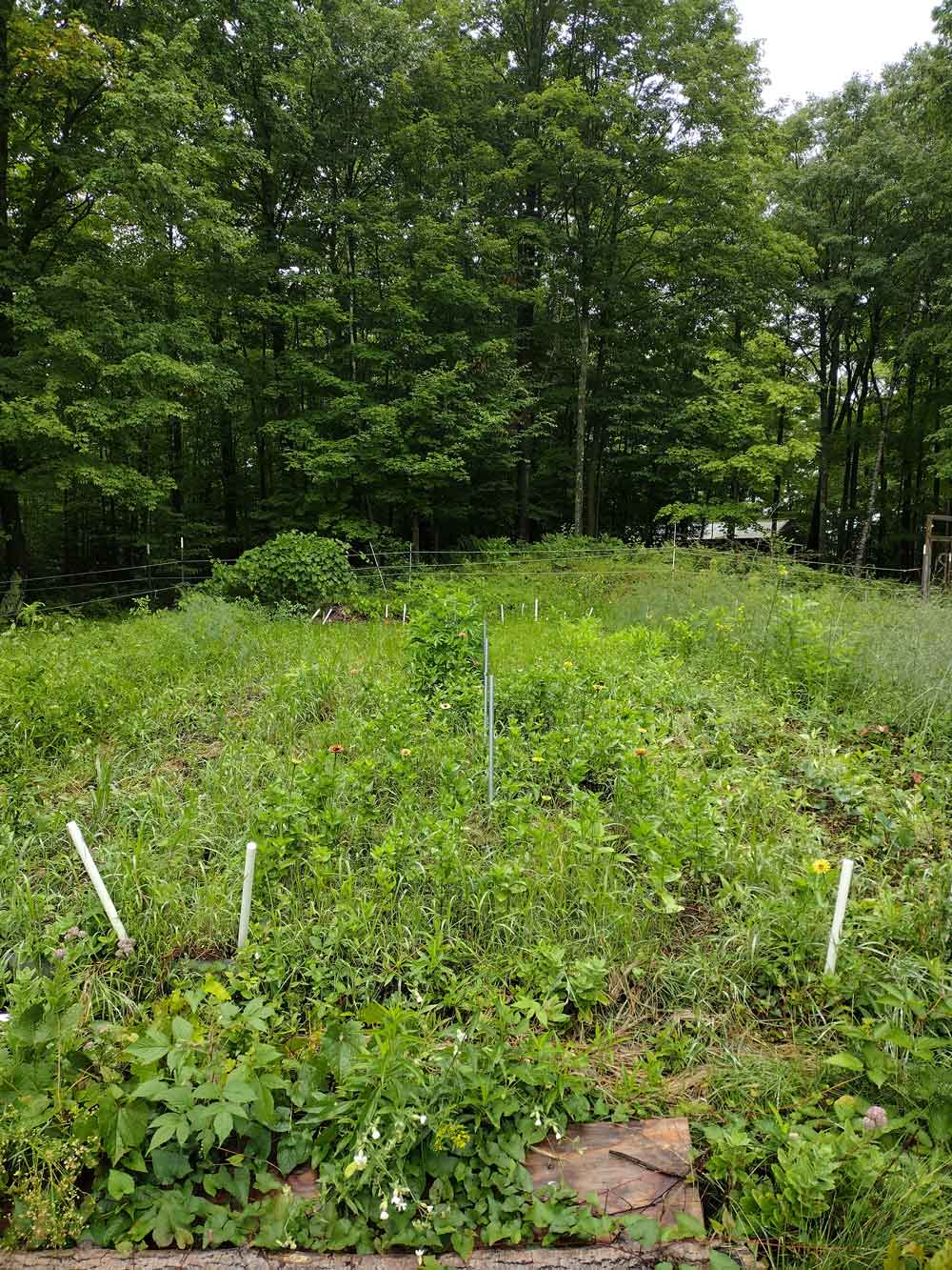 Zinnia Patch