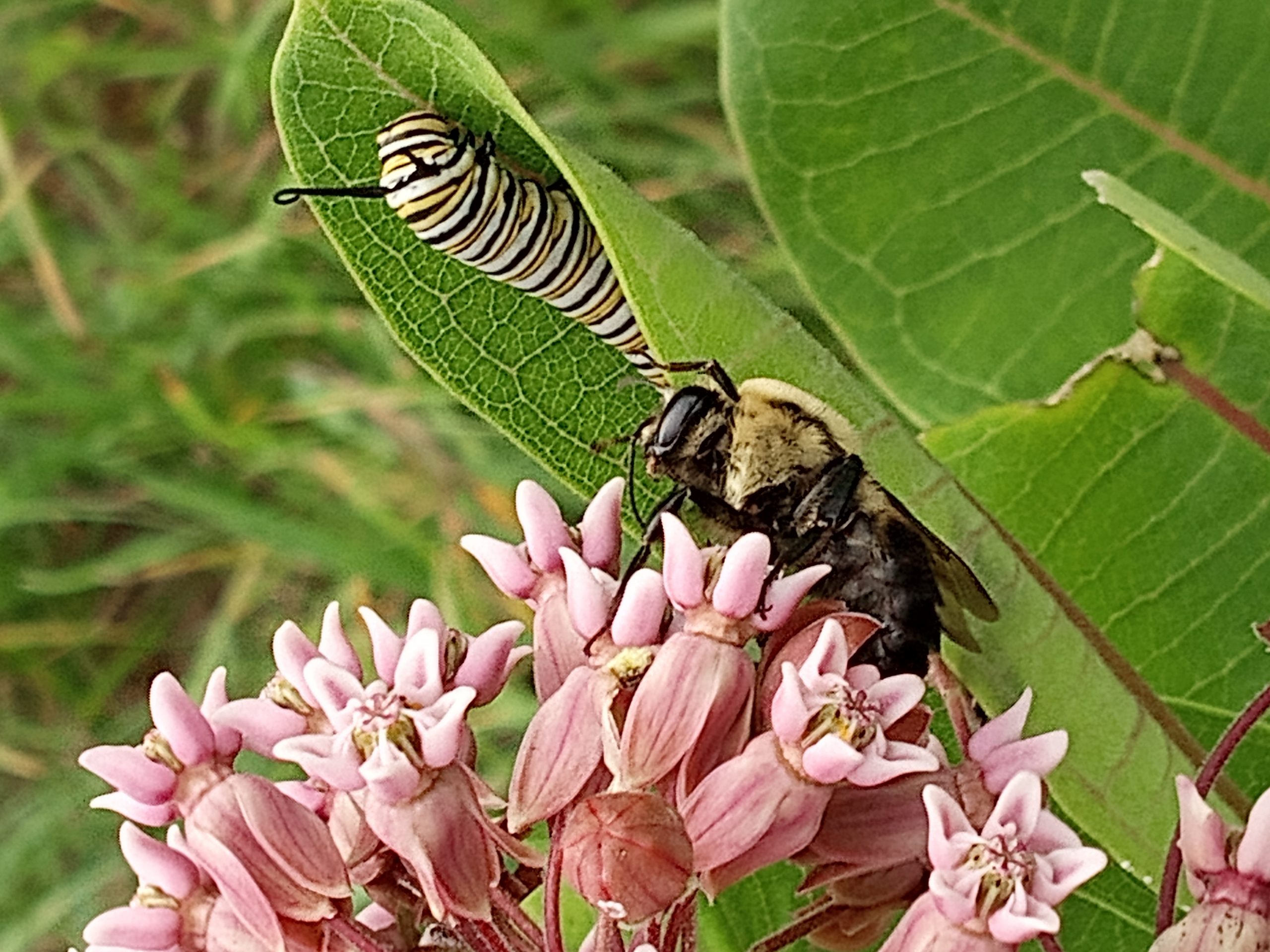 Wild flowers milkweed. Pollinator mix