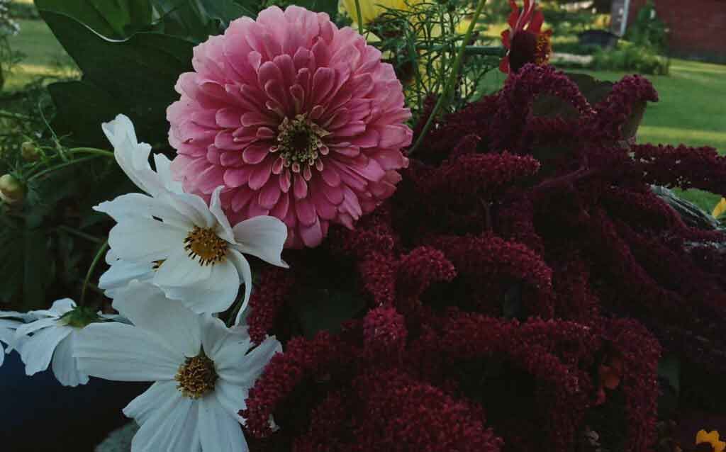 Cut Flowers