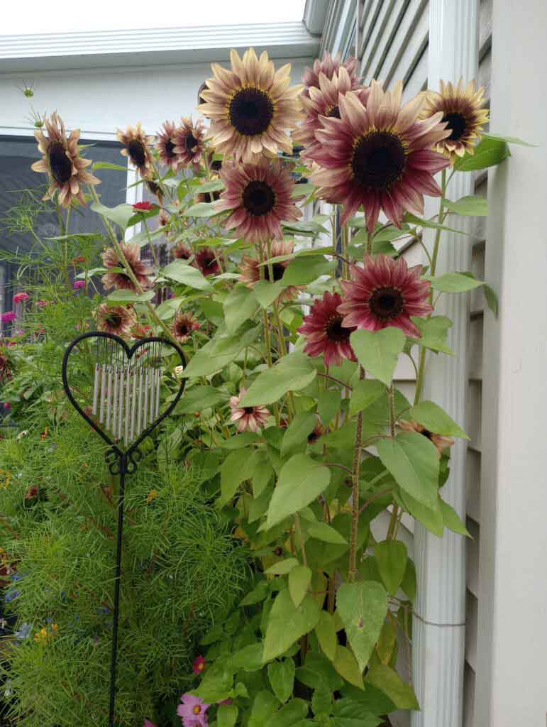 Bella Maria’s Sunflowers