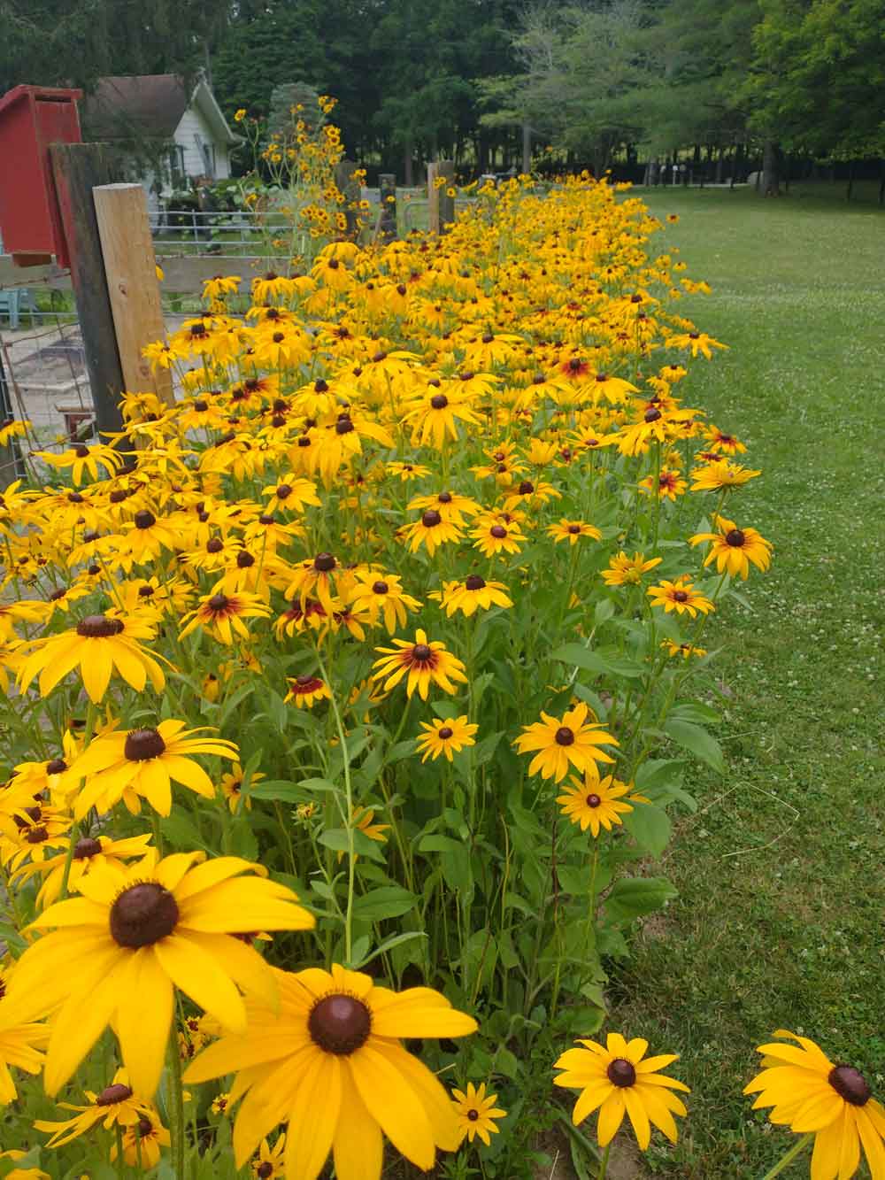 My field  of black eyed susans