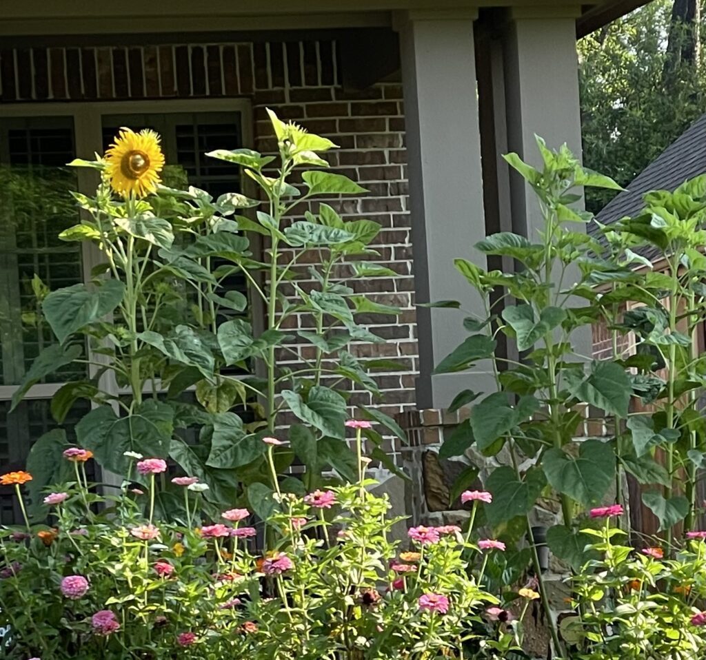 Teddy Bear sunflowers popping out