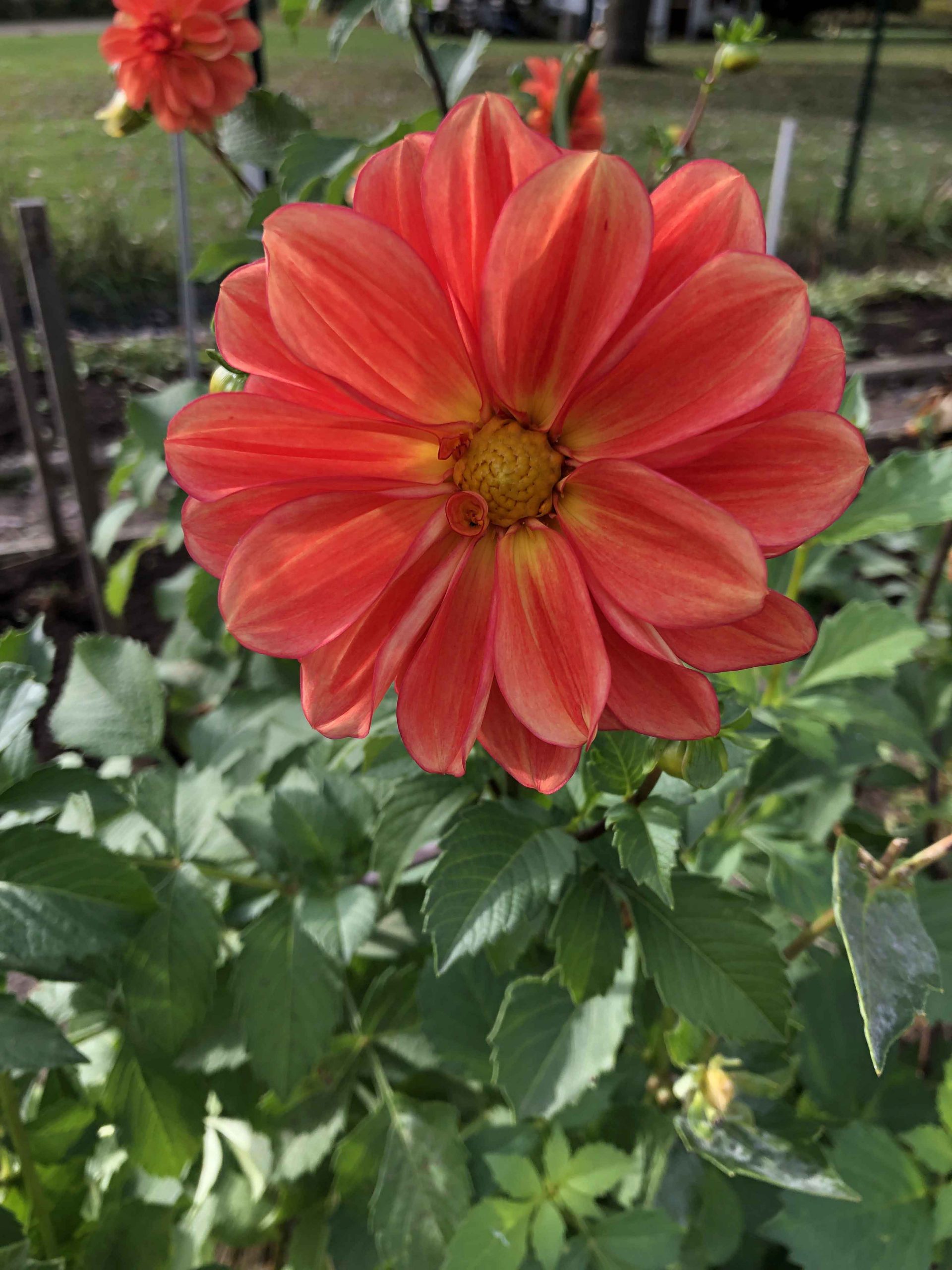 New dahlia