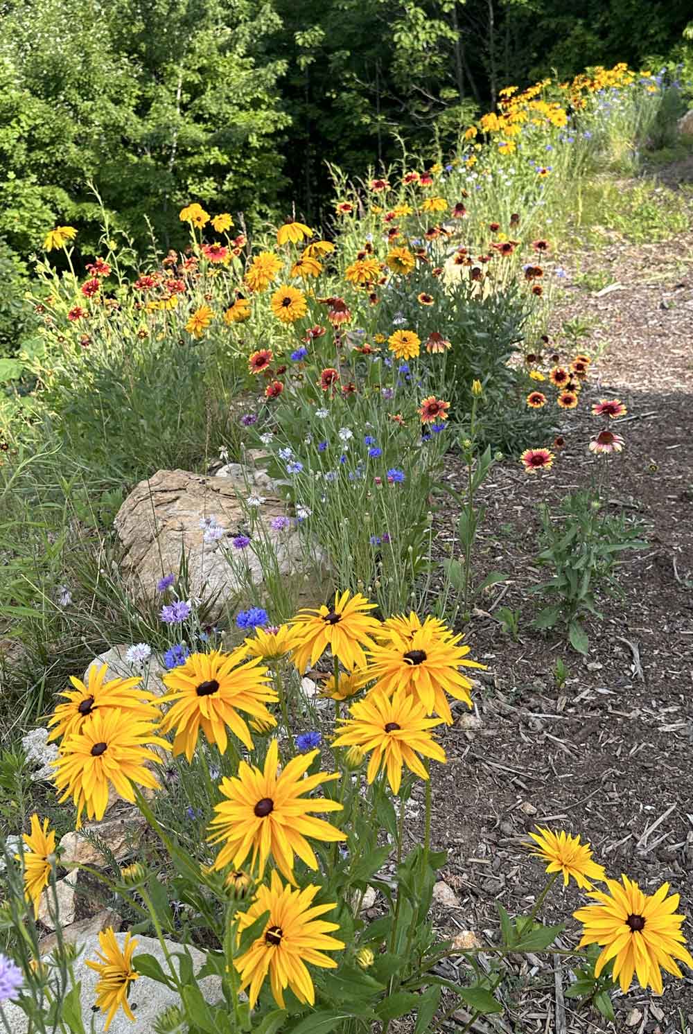 Our beautiful Mountain flowers!