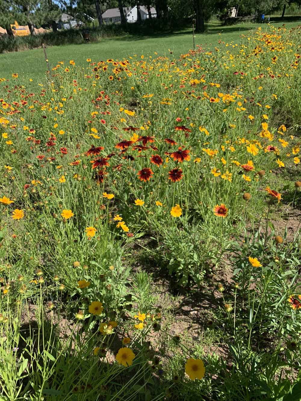 2nd year of Midwest Wildflower Mix