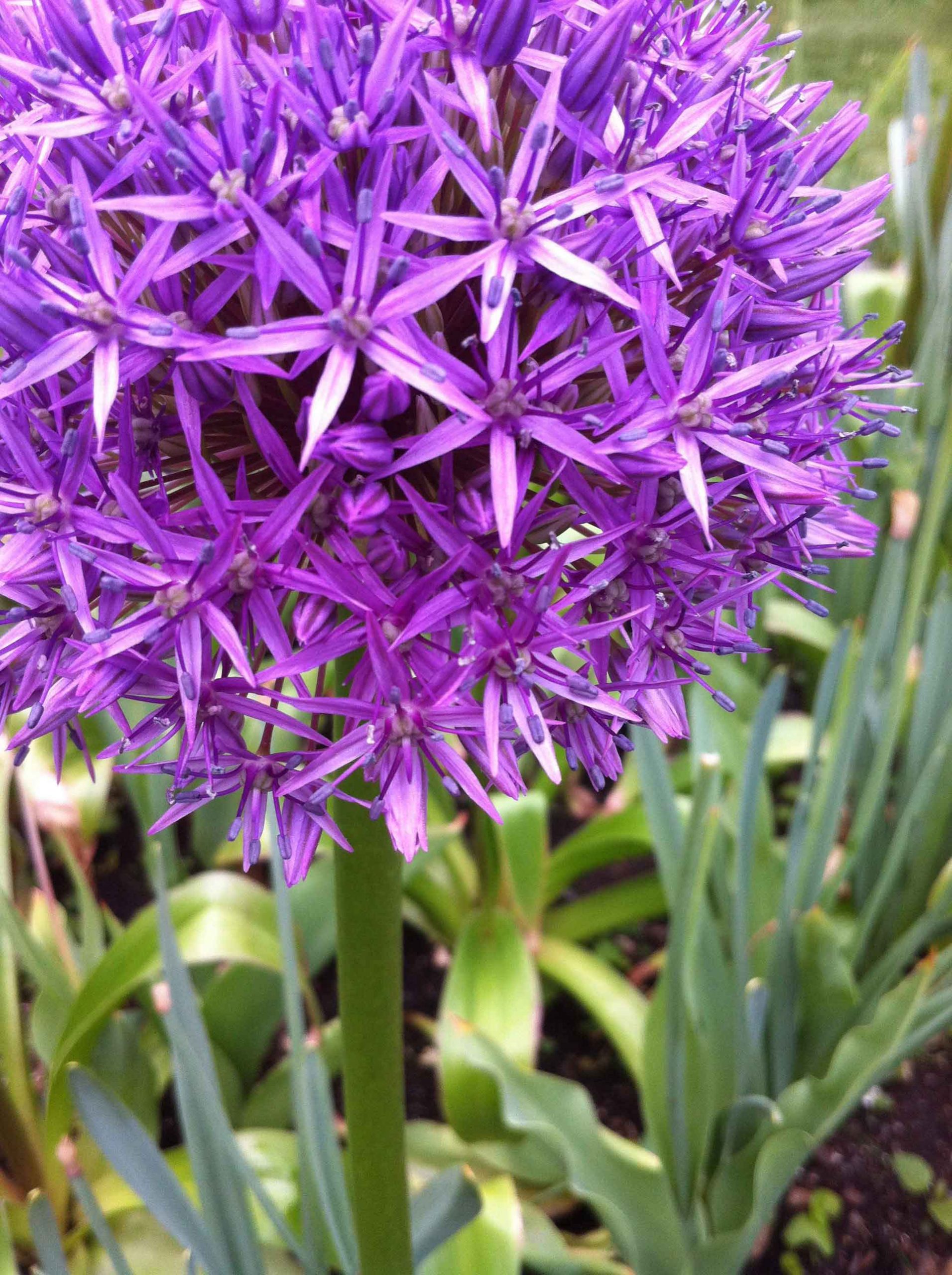 Allium