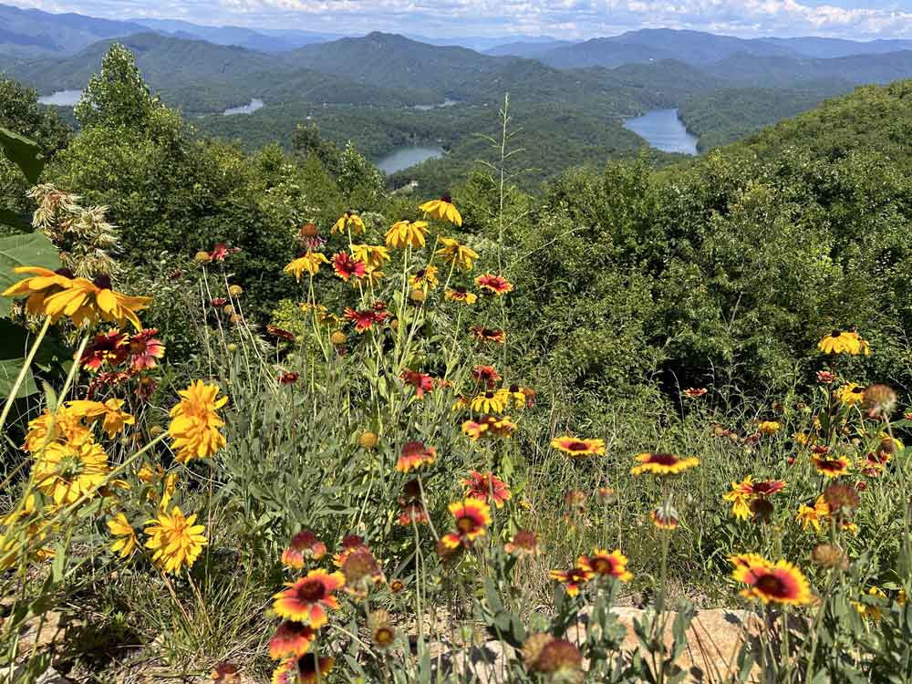 Our beautiful Mountain flowers!