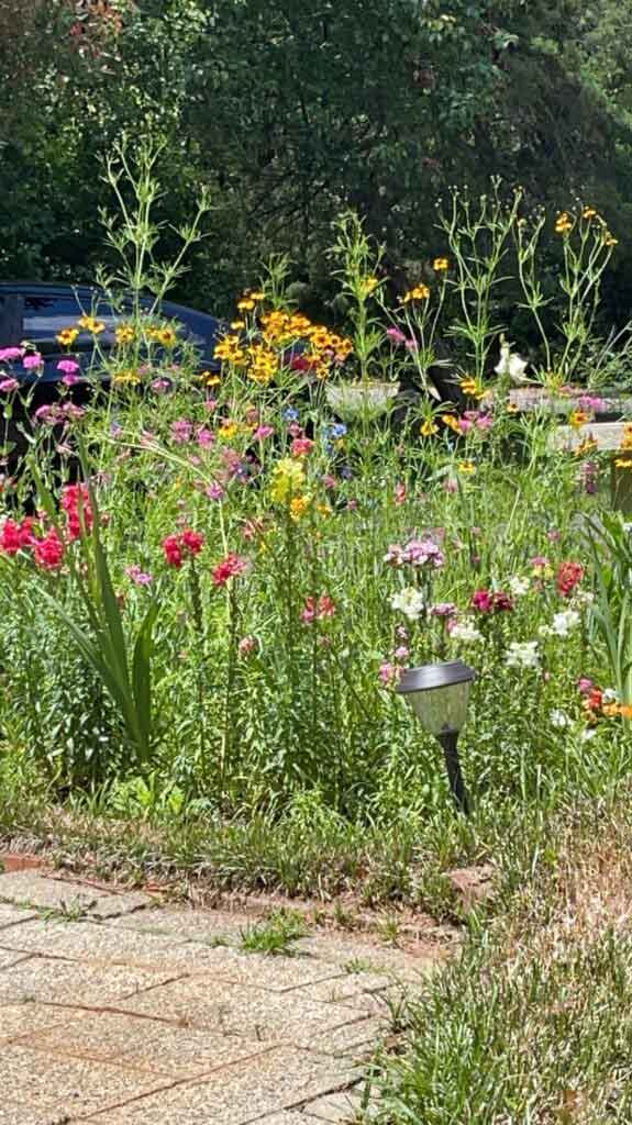 My little wildflower patch