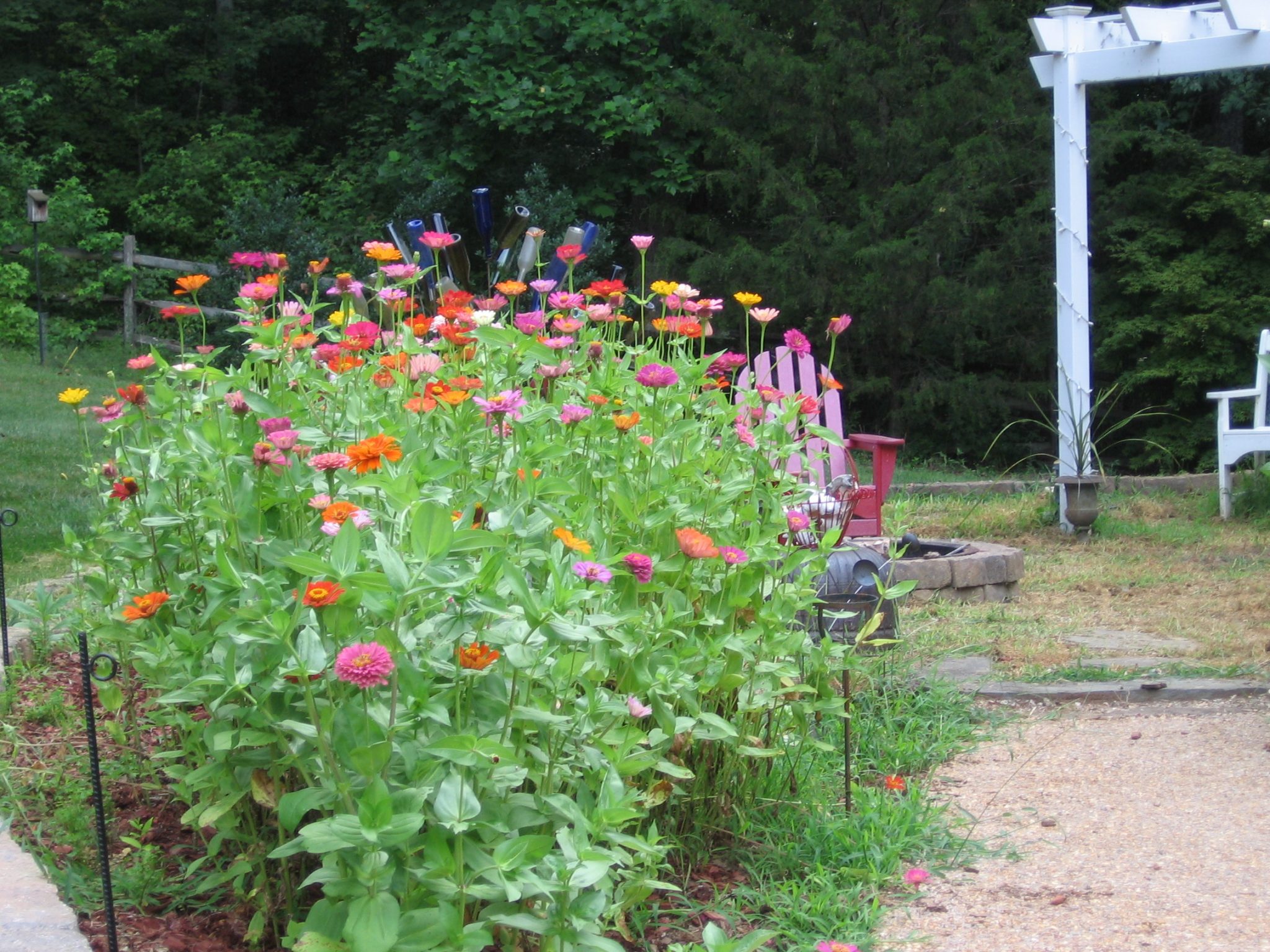 Zinnia seeds -California Giants