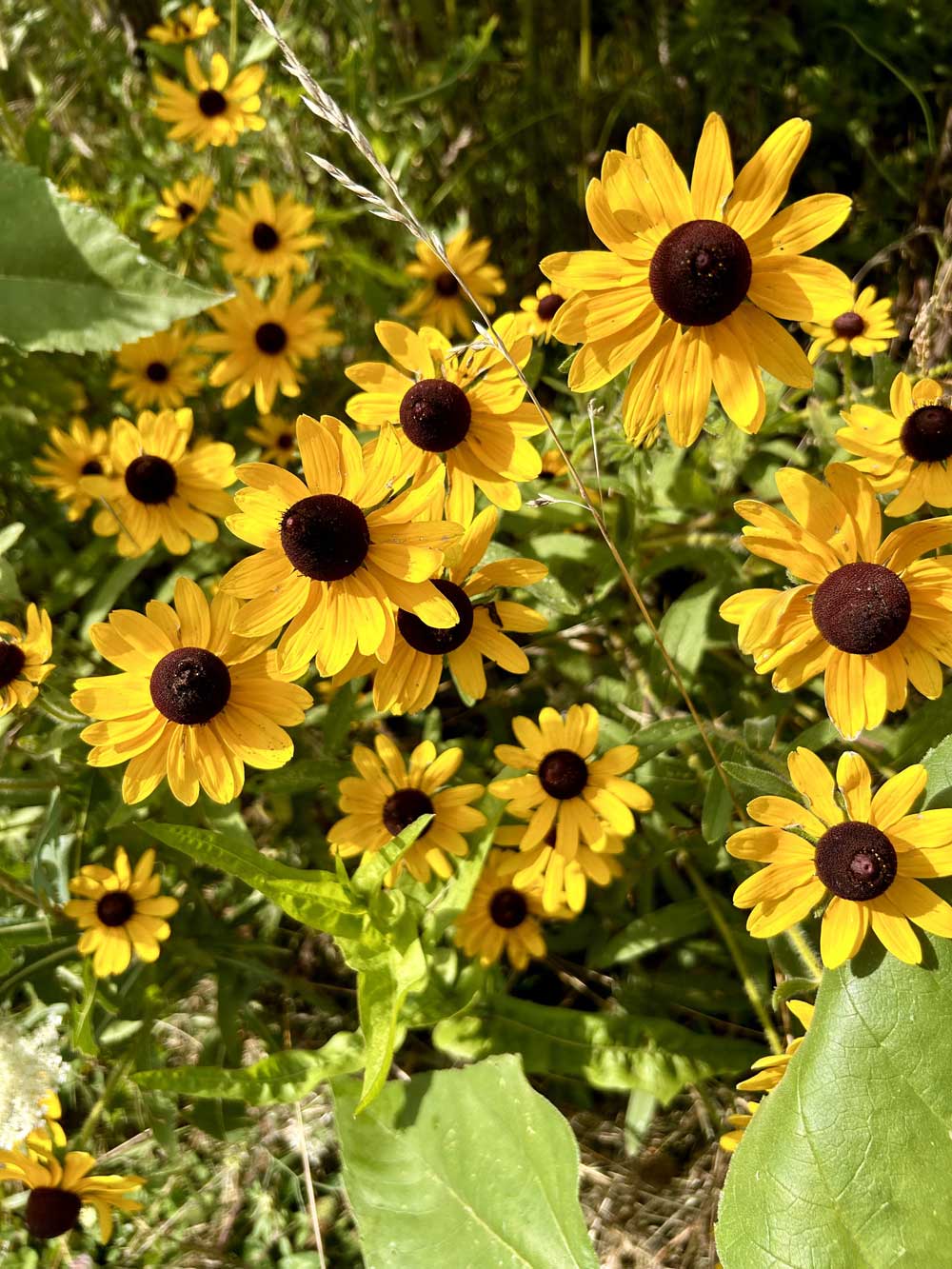 Black Eyed Susans