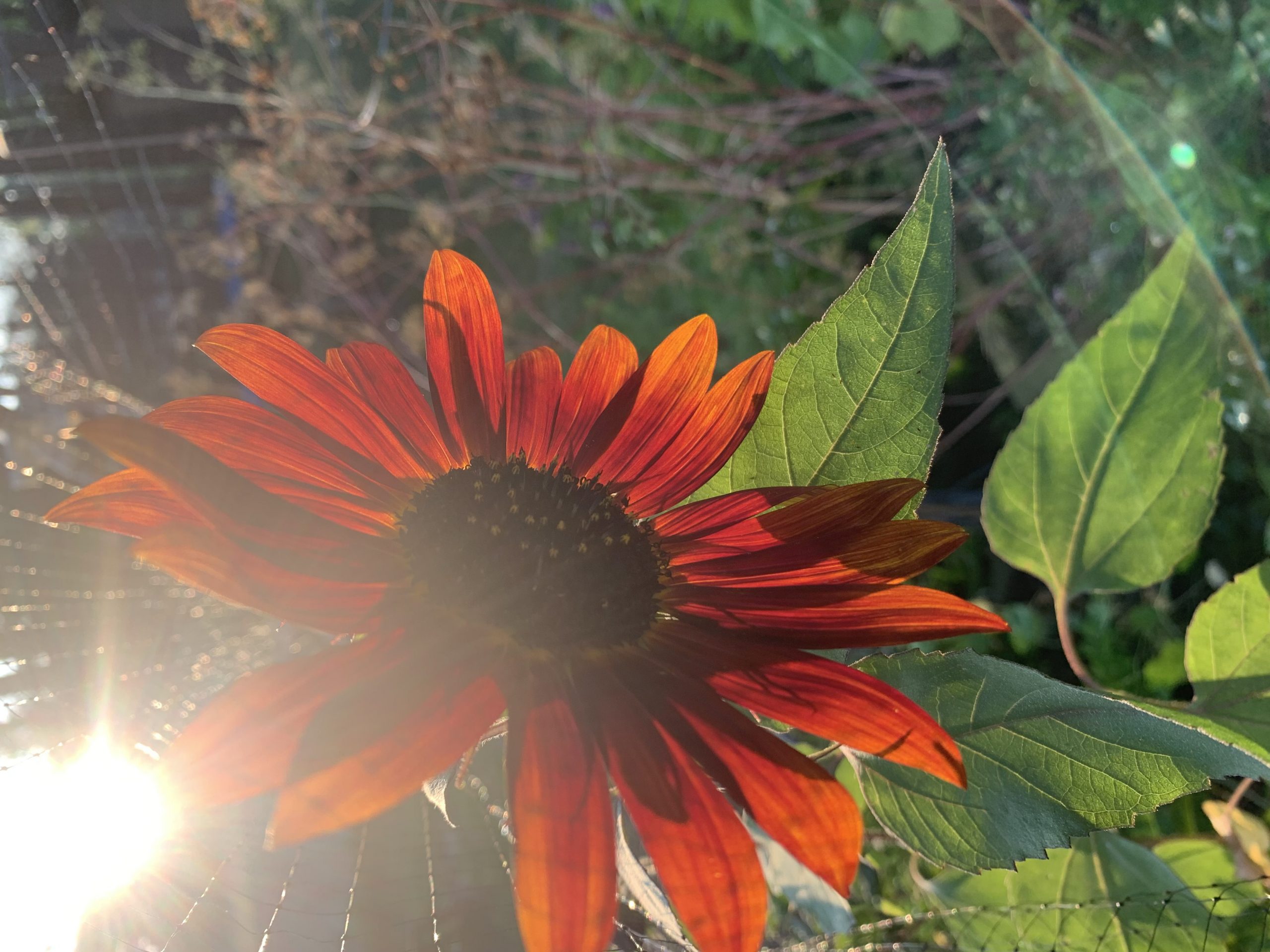 Sunflower during sunset!