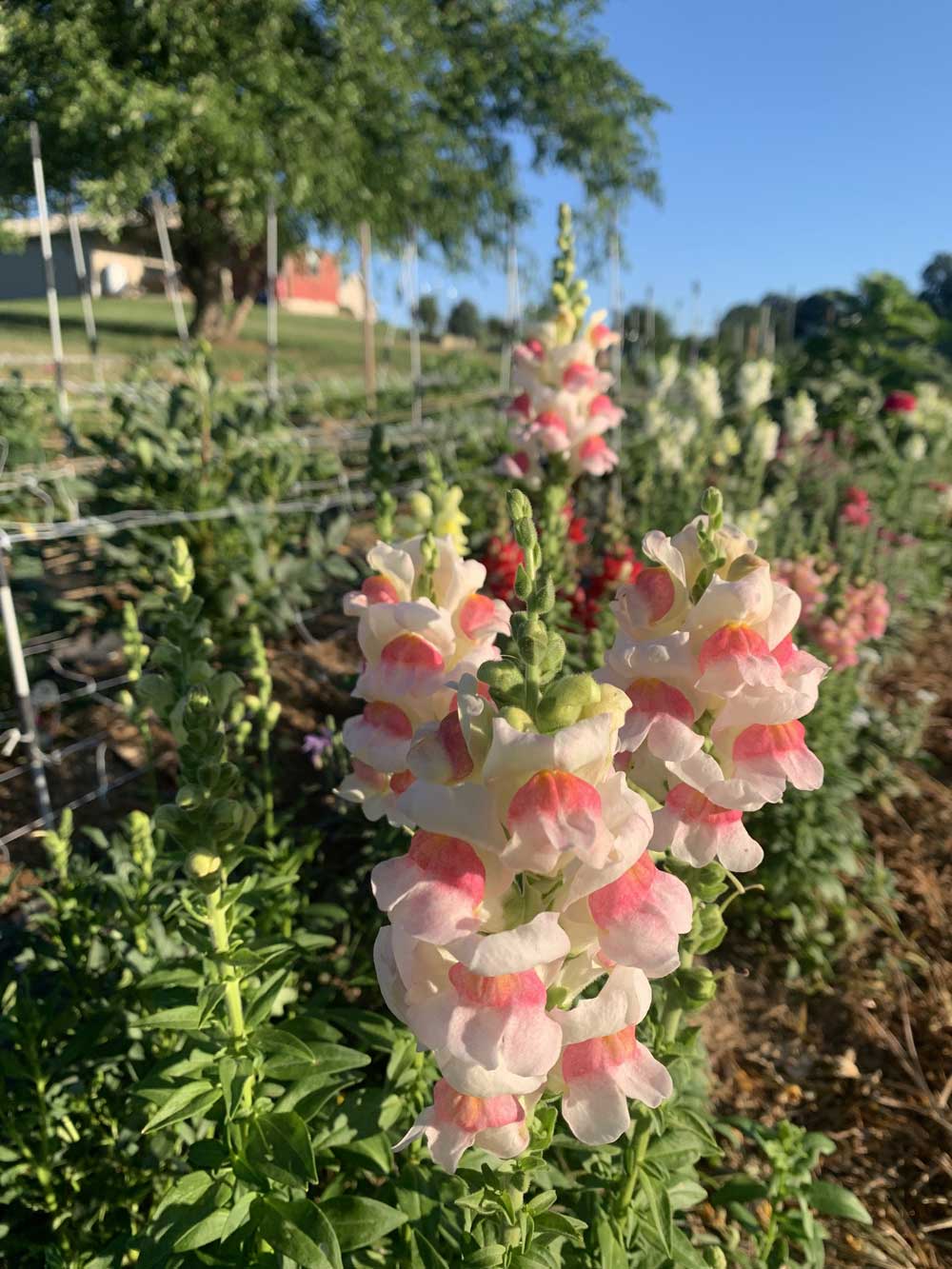 Snapdragons