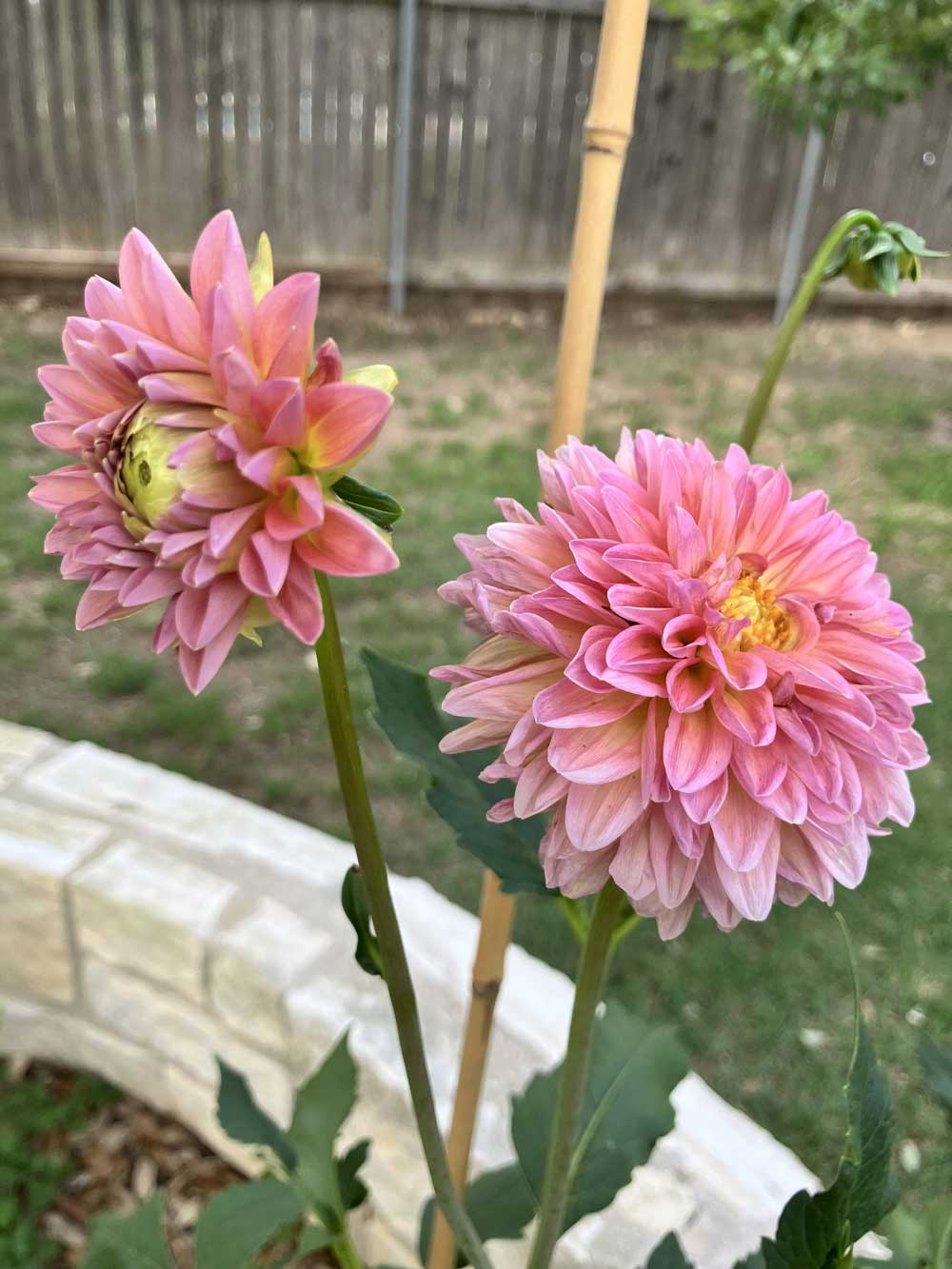 Dahlias