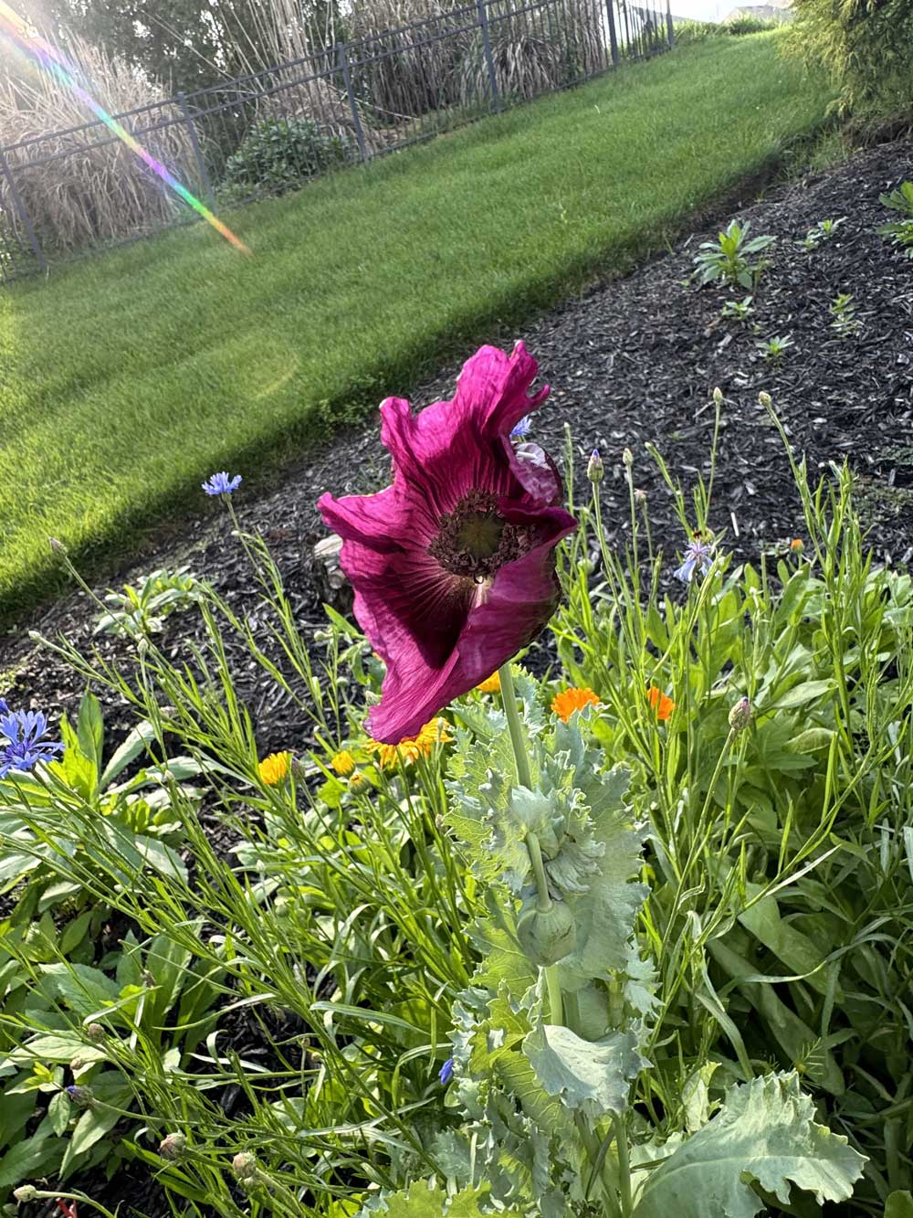 Poppy emerging from the wildflowers