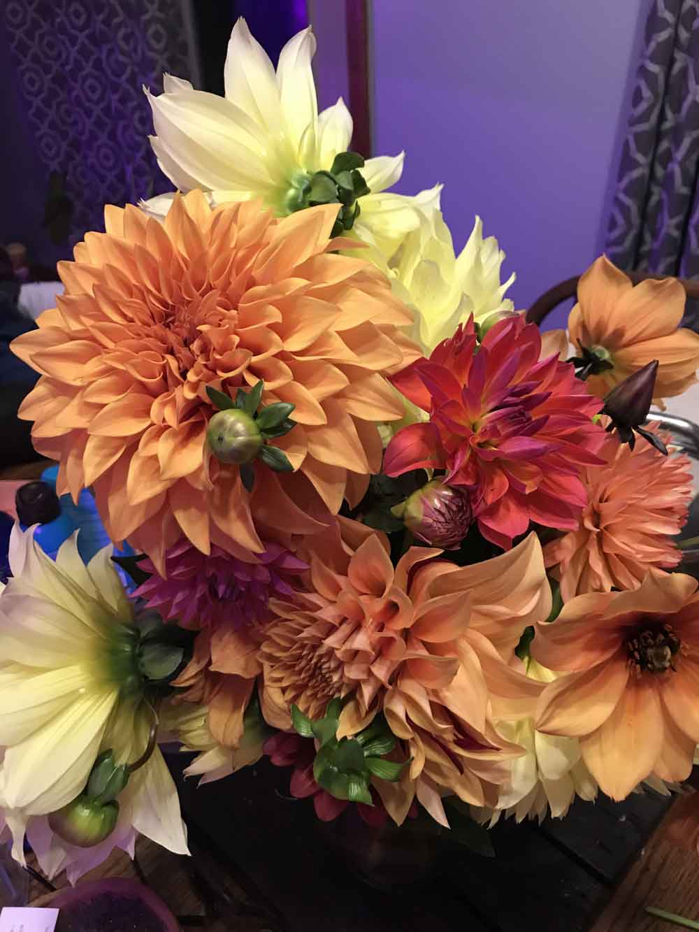 Beautiful Dahlias