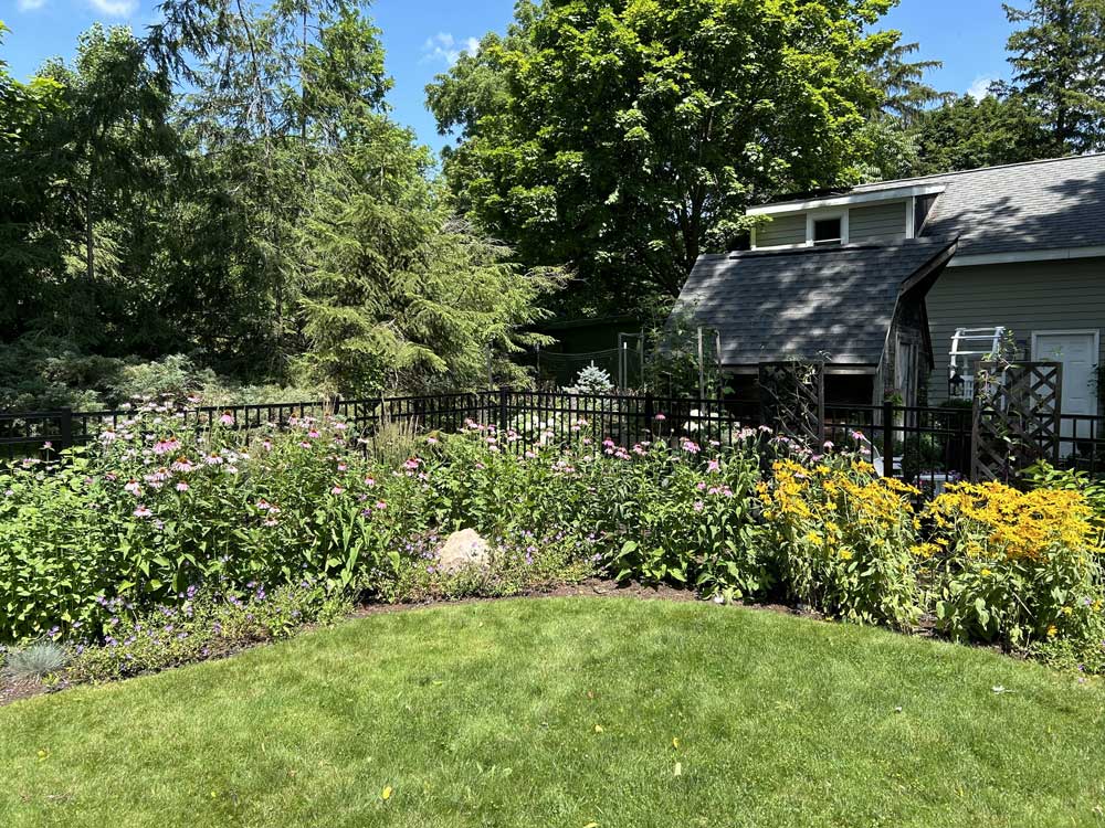 Purple coneflower and Black Eyed Susan from seed