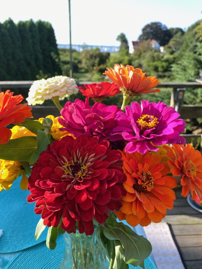 Zinnias for Al fresco Dining Delight!