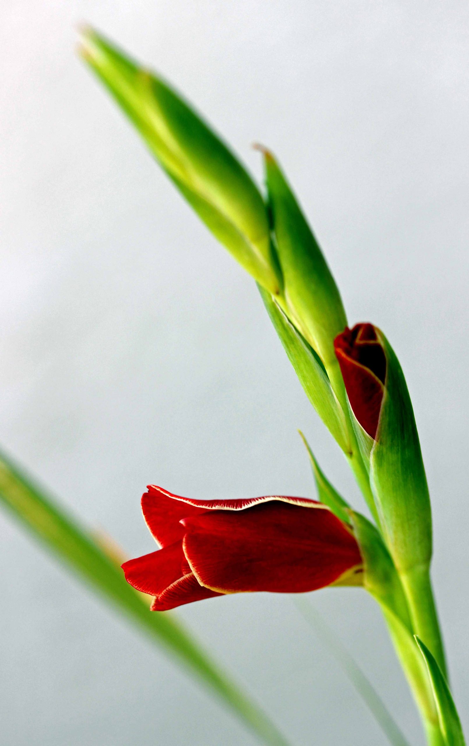 Gladiolus