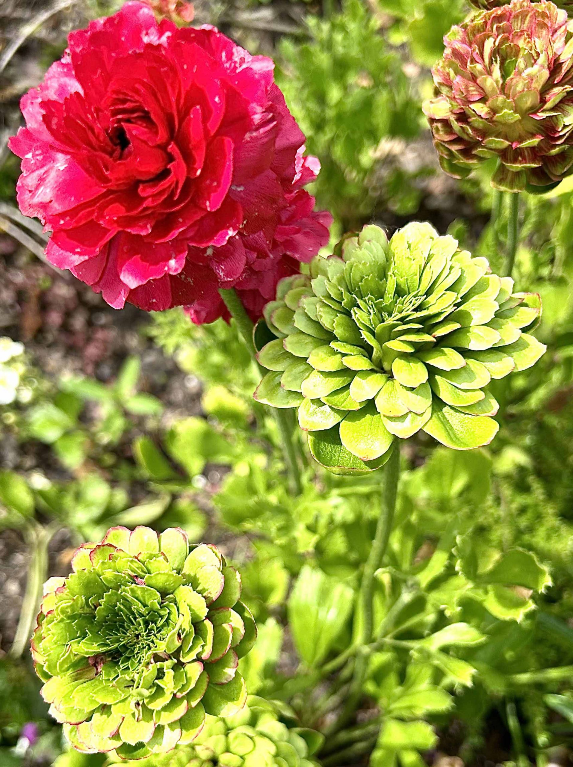 Ready for Ranunculus