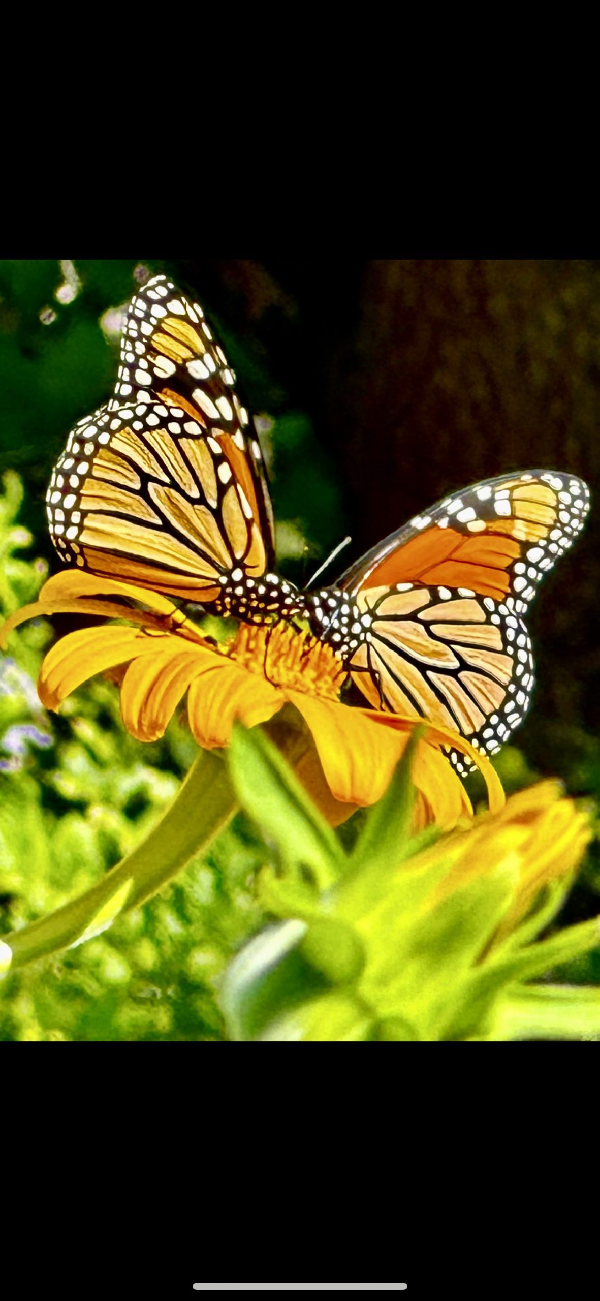 Mexican Sunflowers