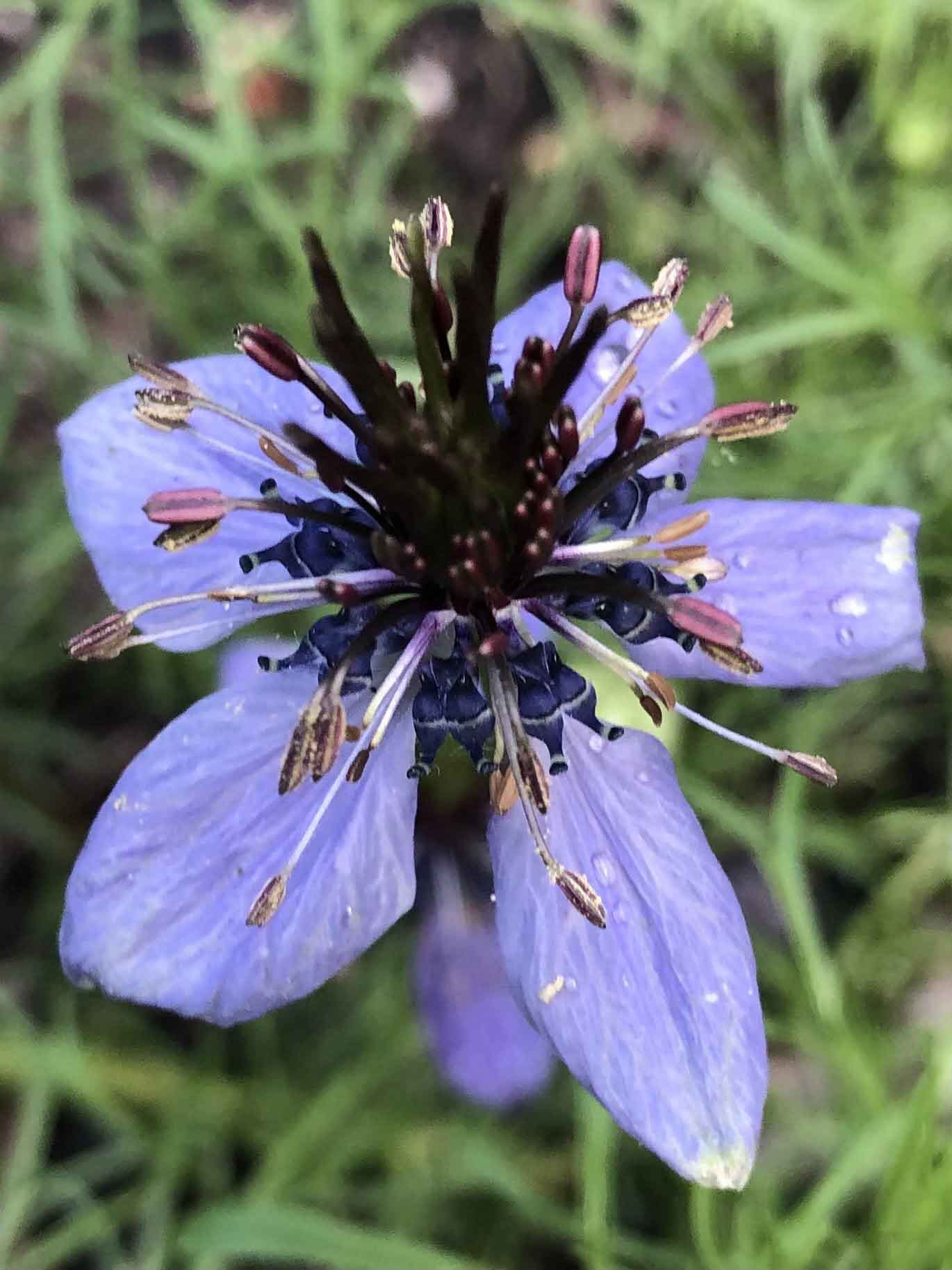 Love in a mist