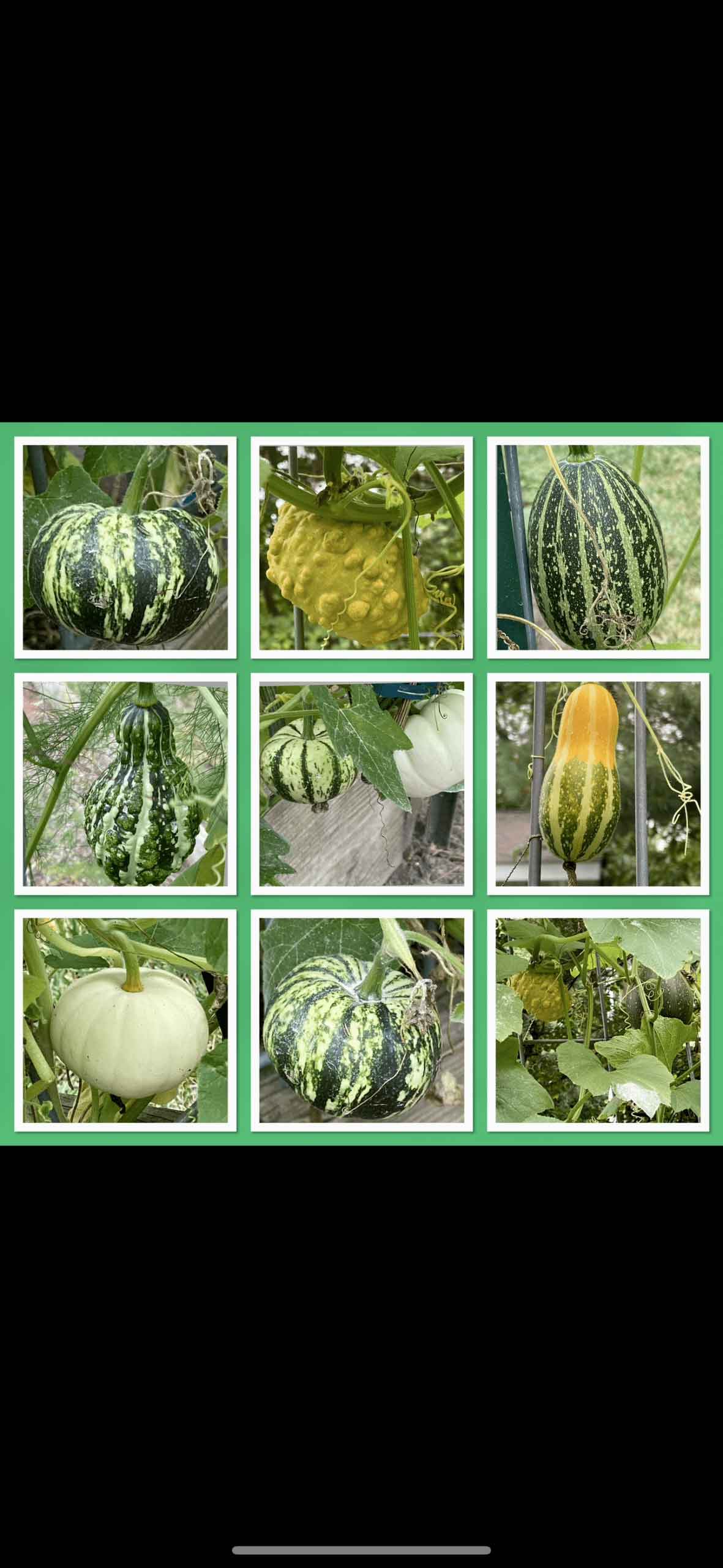 Assorted gourds/squash