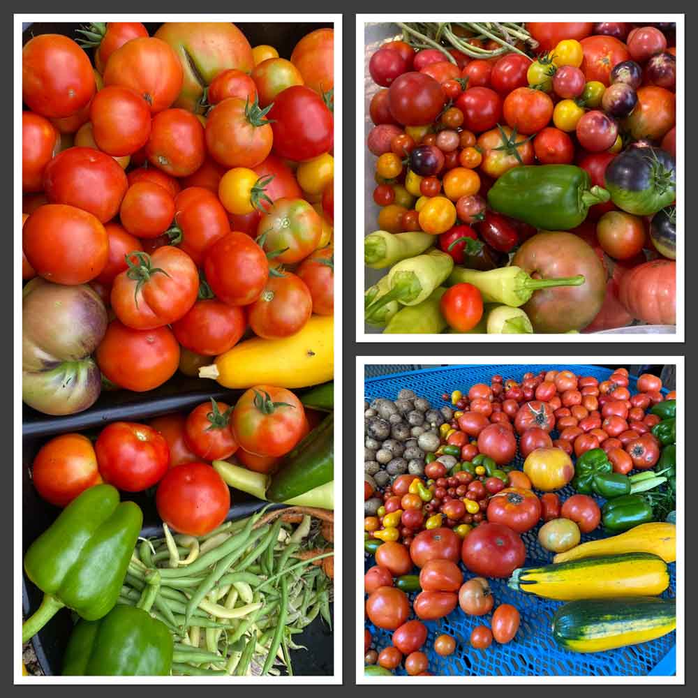 Assorted veggies from my garden