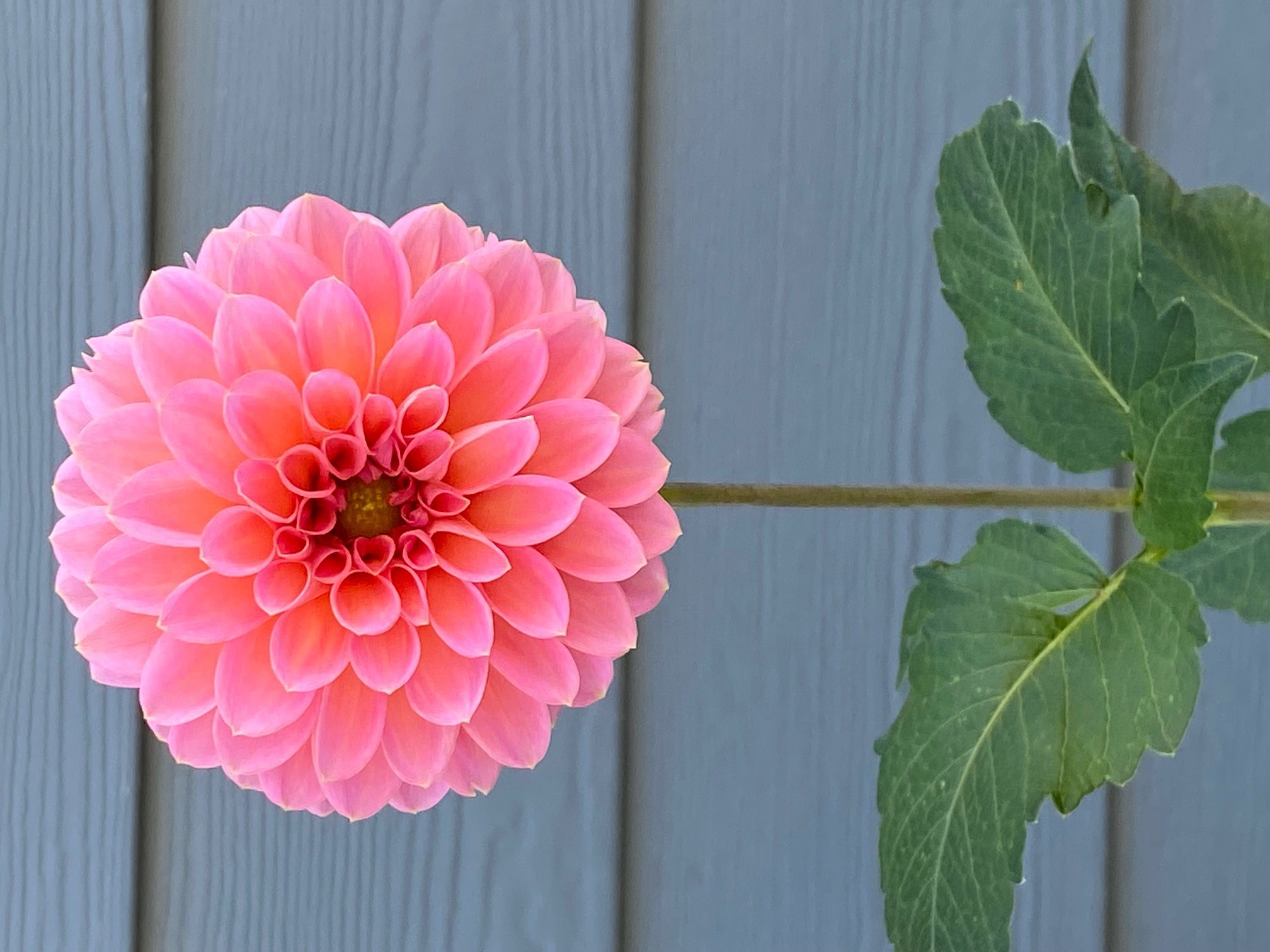 Flower Garden Dahlia