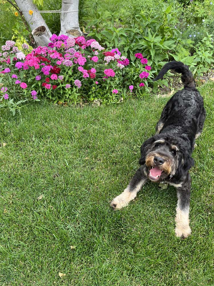 My dog Pablo excited by the Sweet Williams’ blooms!