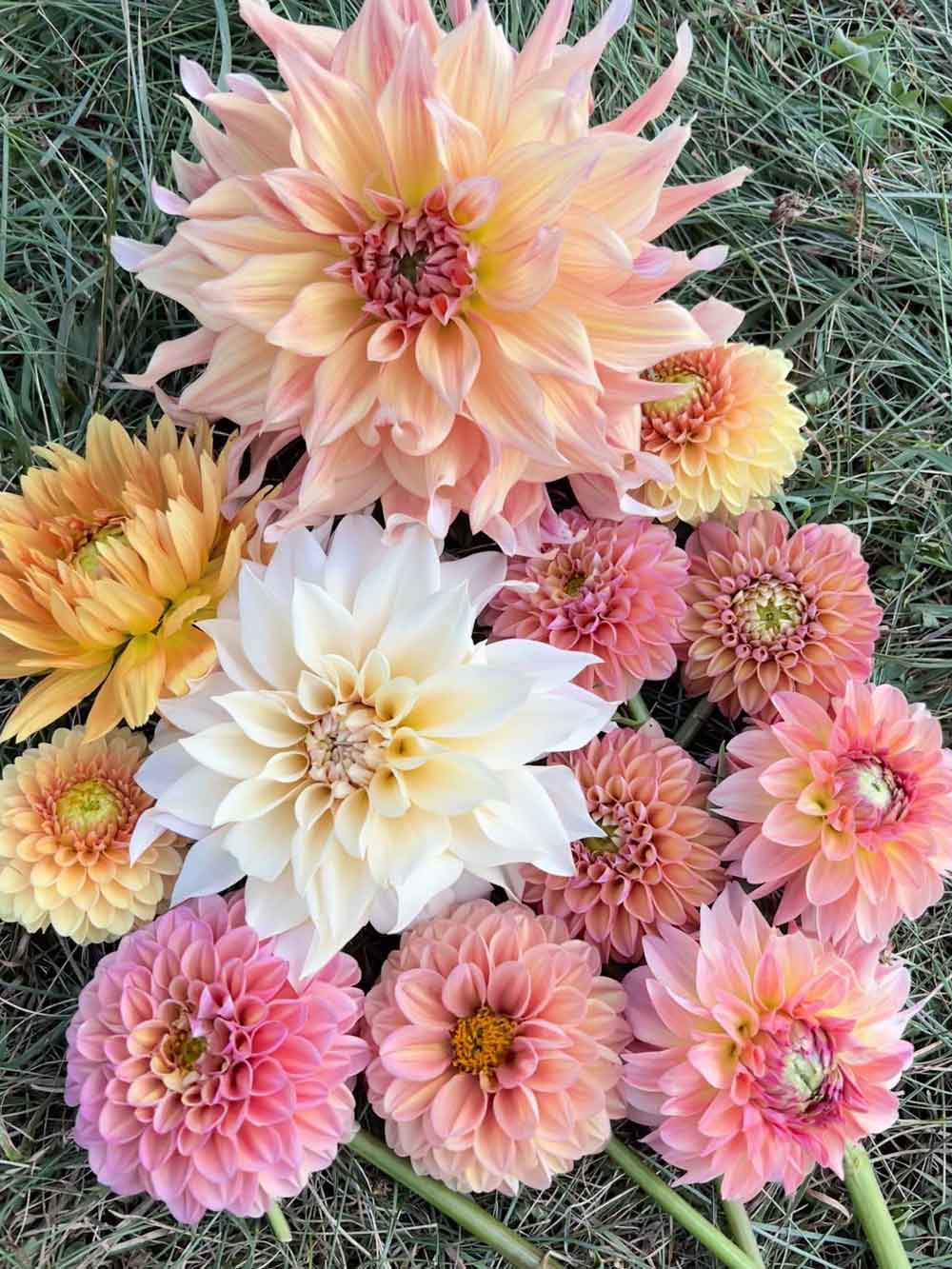 Dahlia tubers