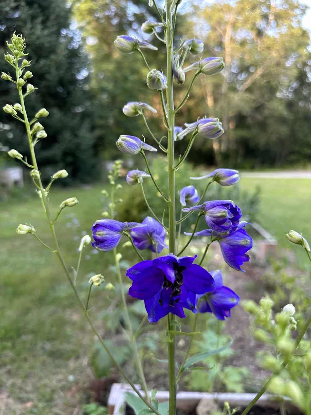 Gifts from the garden. Thank you, Eden Brothers!