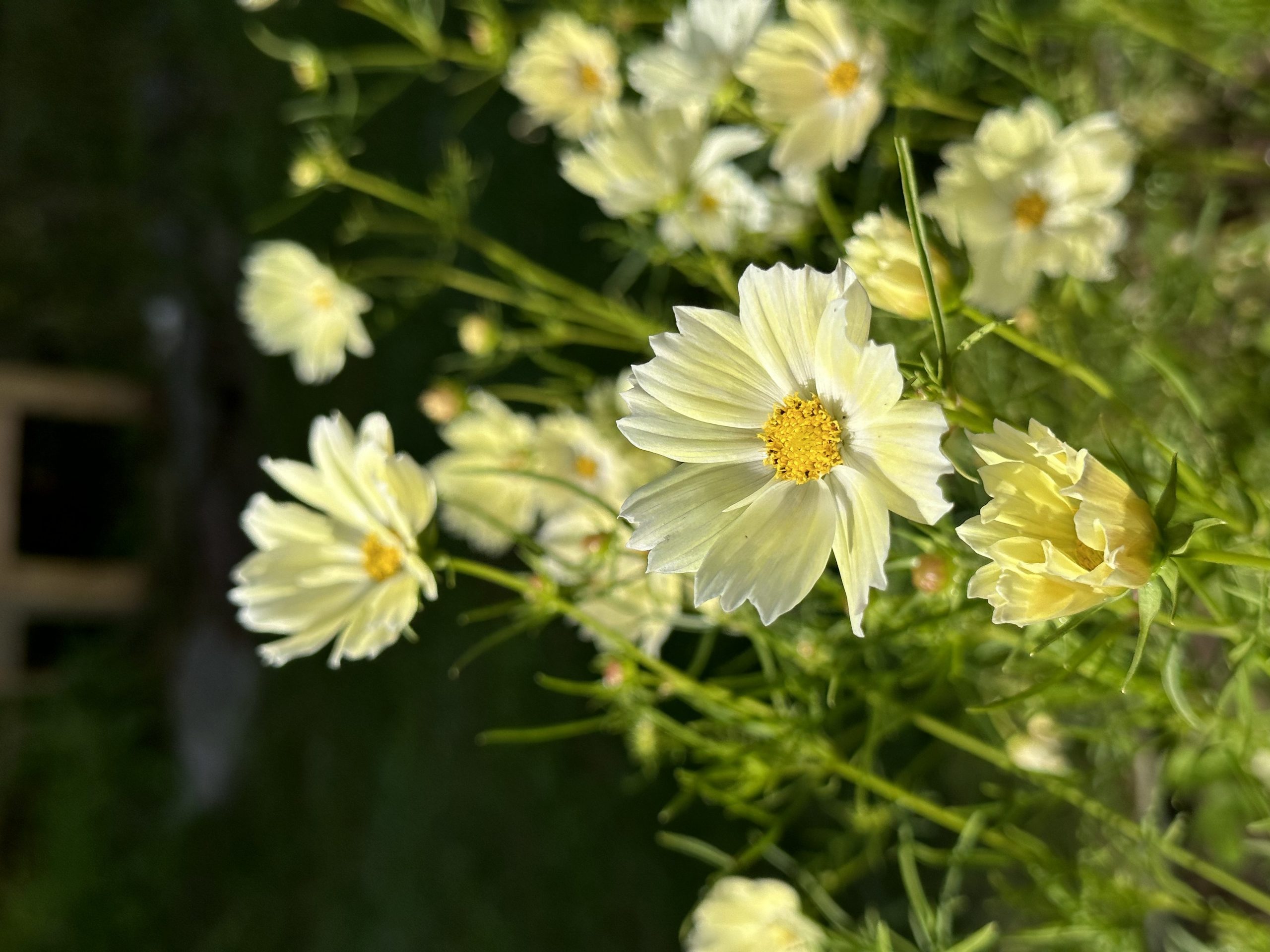 Xanthos Cosmos- unique!