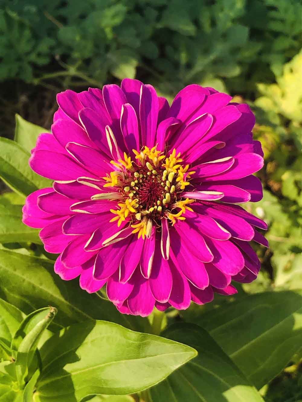 Beautiful zinnia!