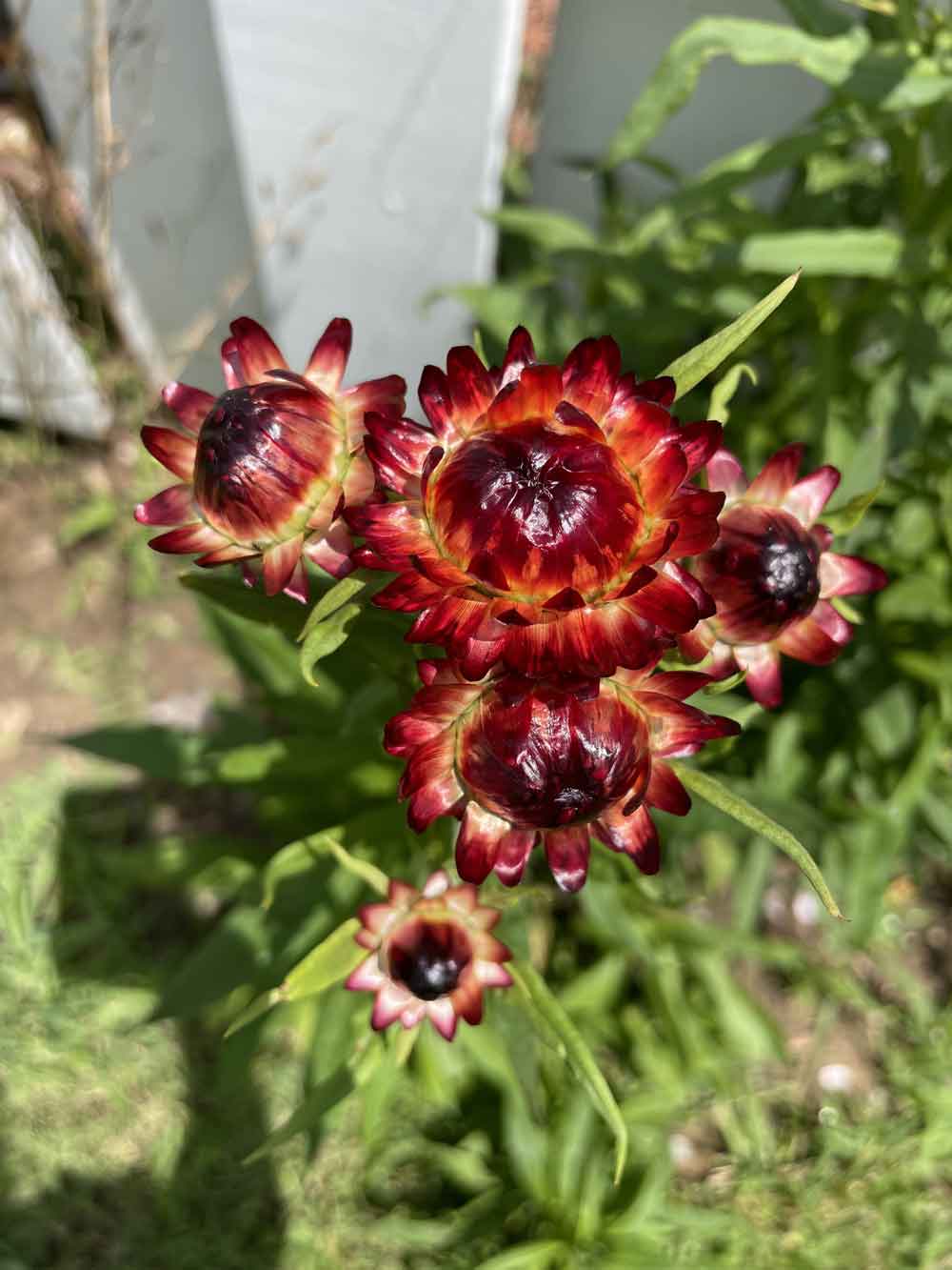 Strawflower