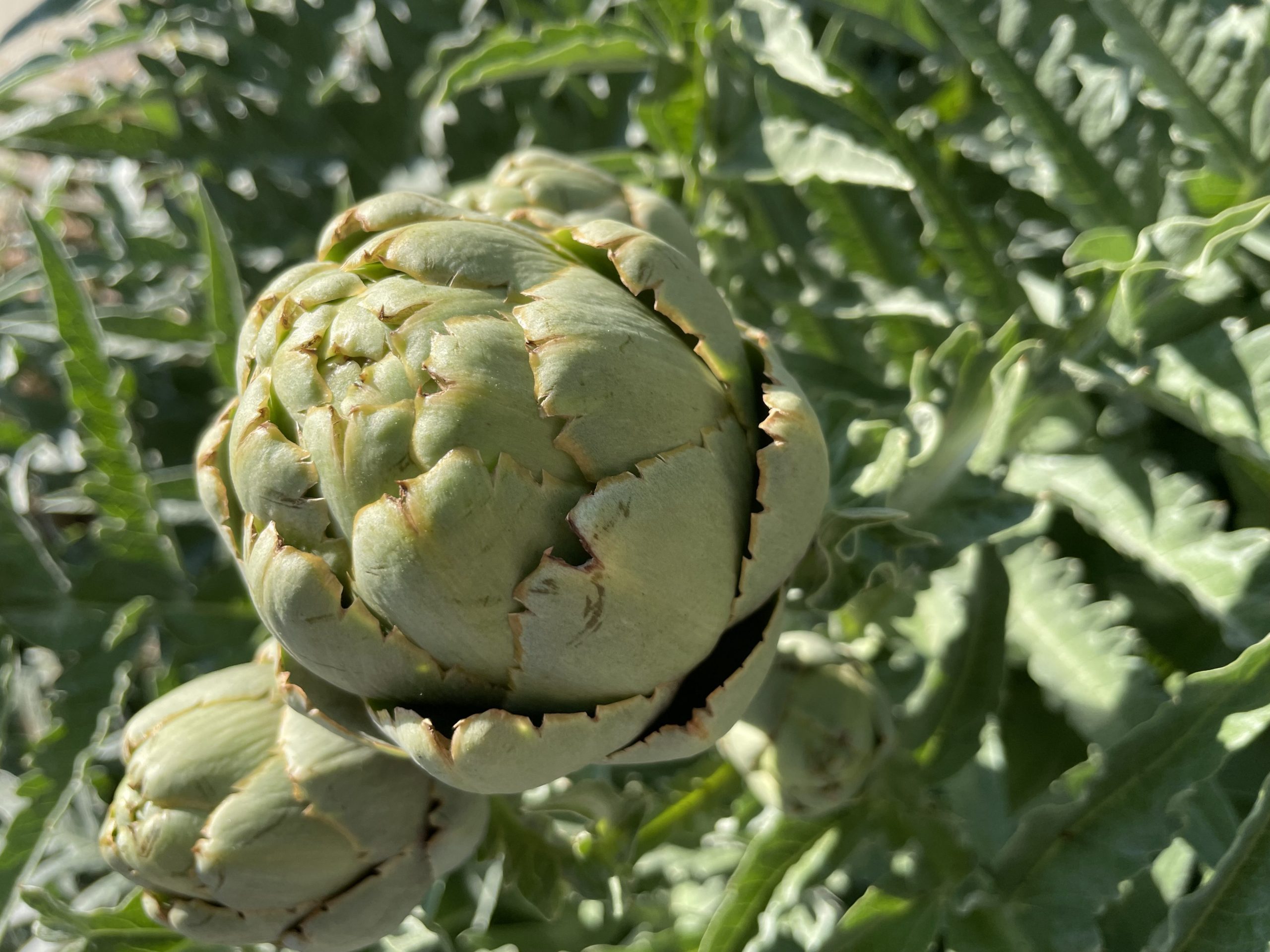 Artichoke heaven, so yum