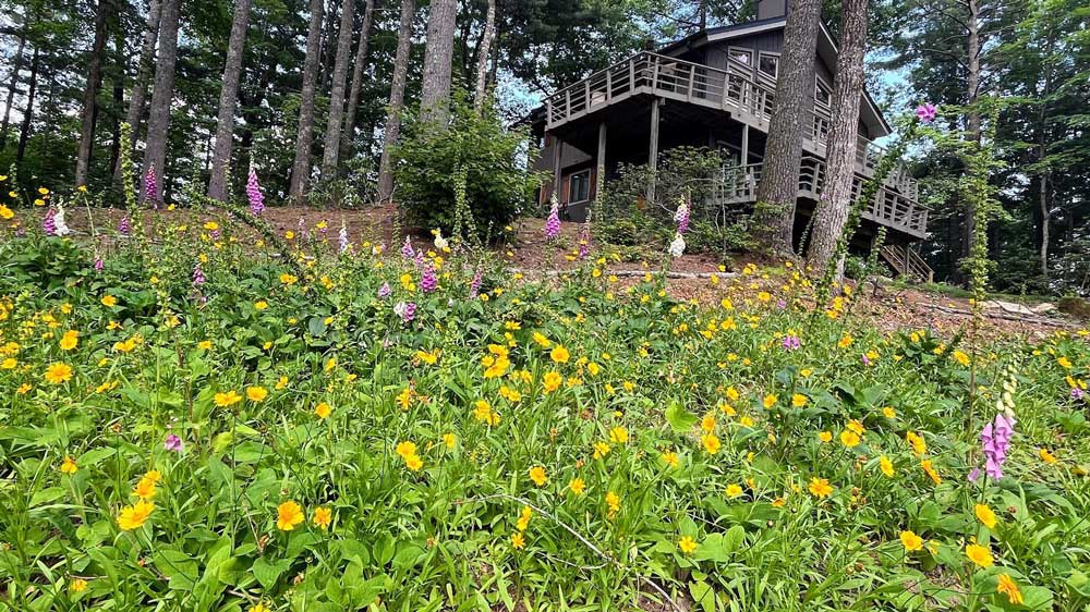 Wildflower Meadow from Septic Drain Field