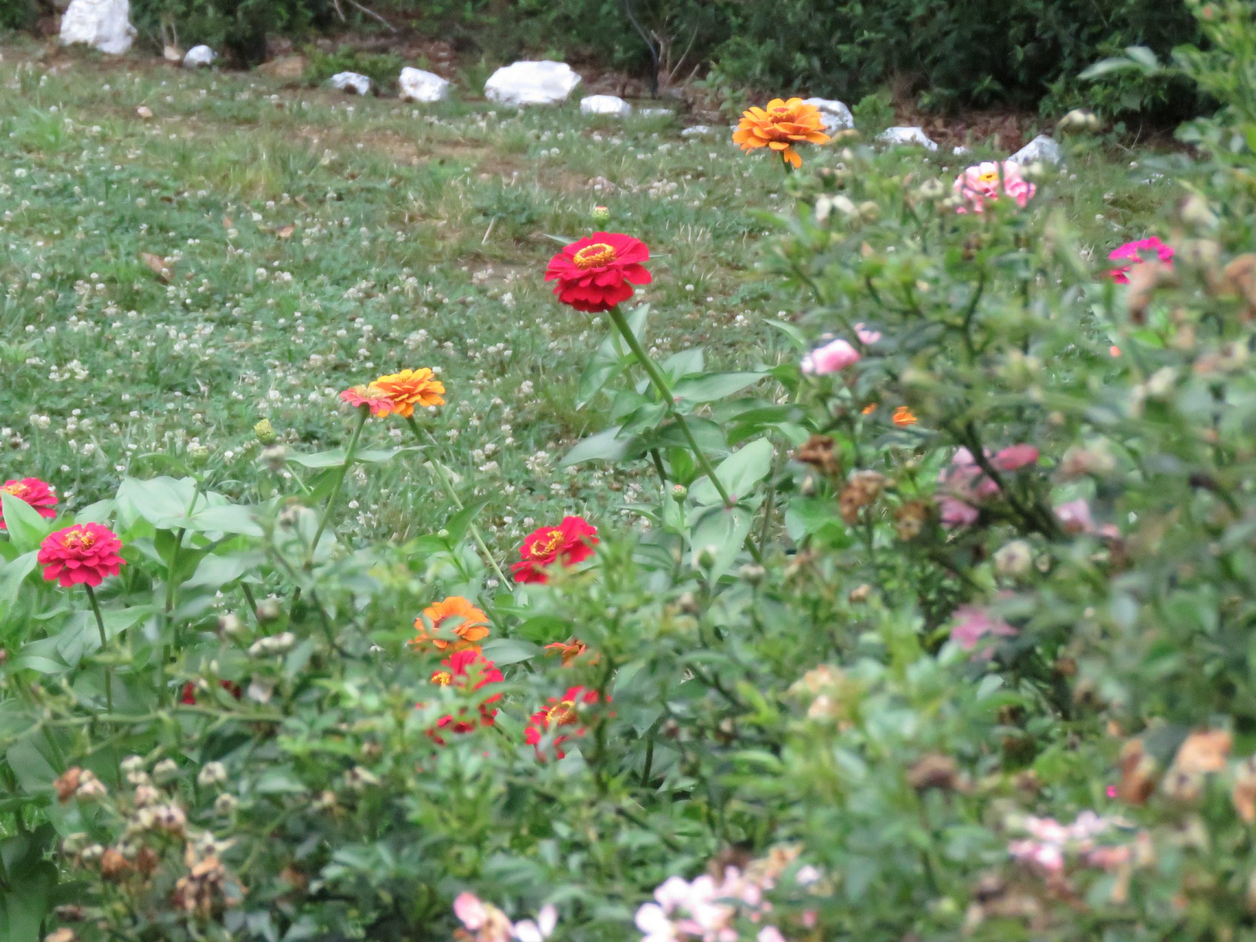 My Zinnias