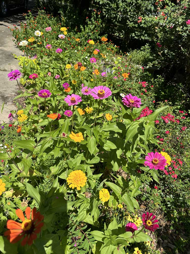 First Year zinnia bed