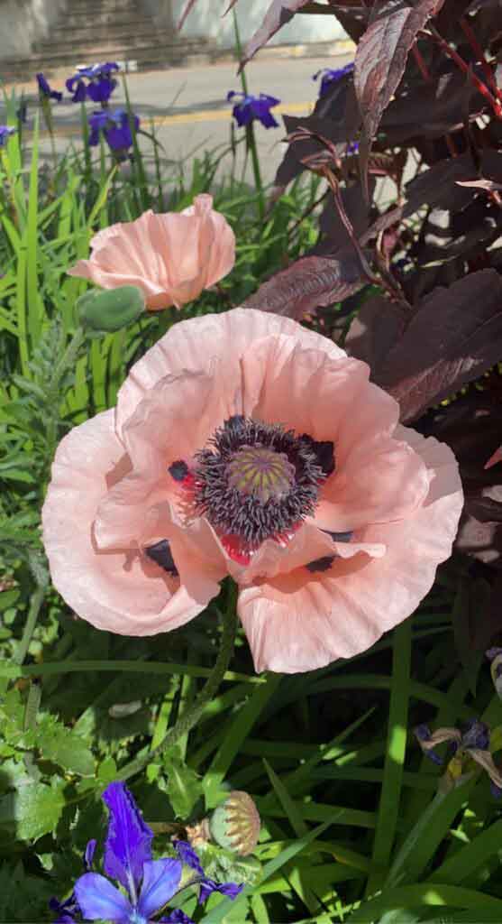 Beautiful Papaver Orientale