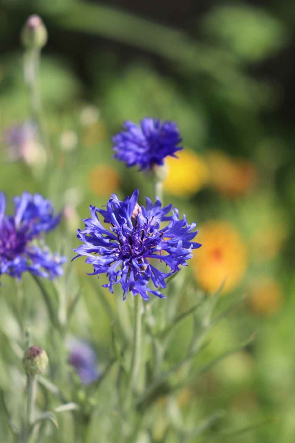 Cornflower Closeup