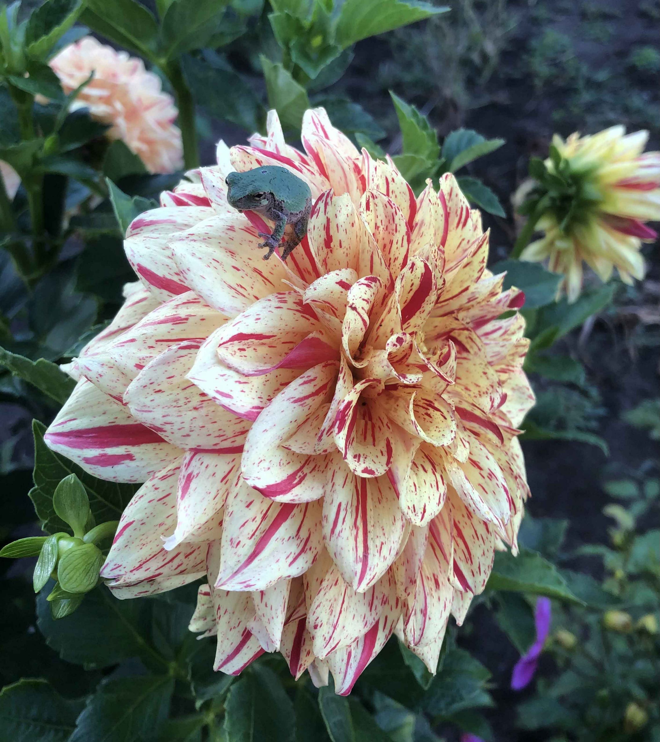 On top of a Dahlia