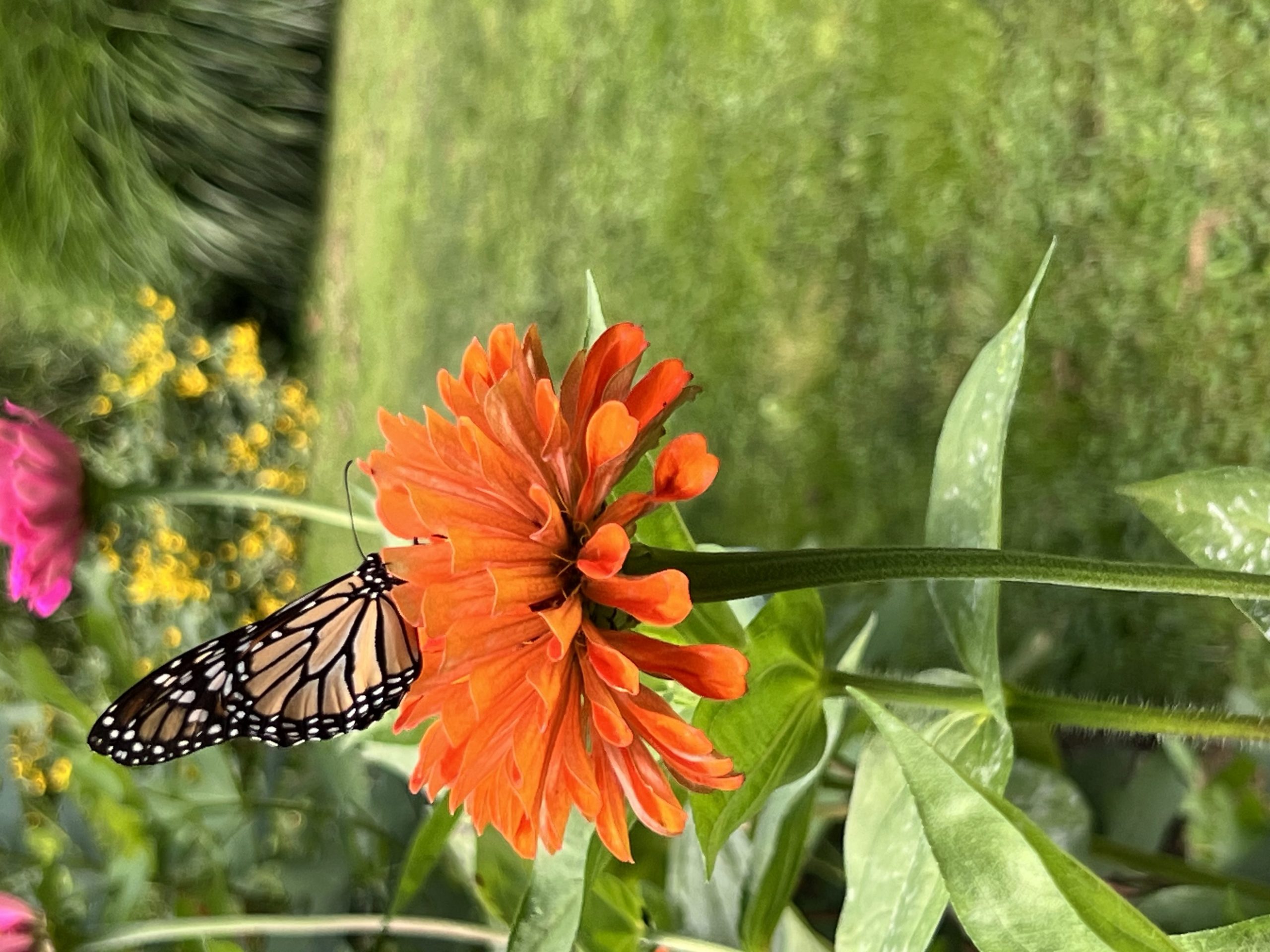 Monarch on a Zinnia