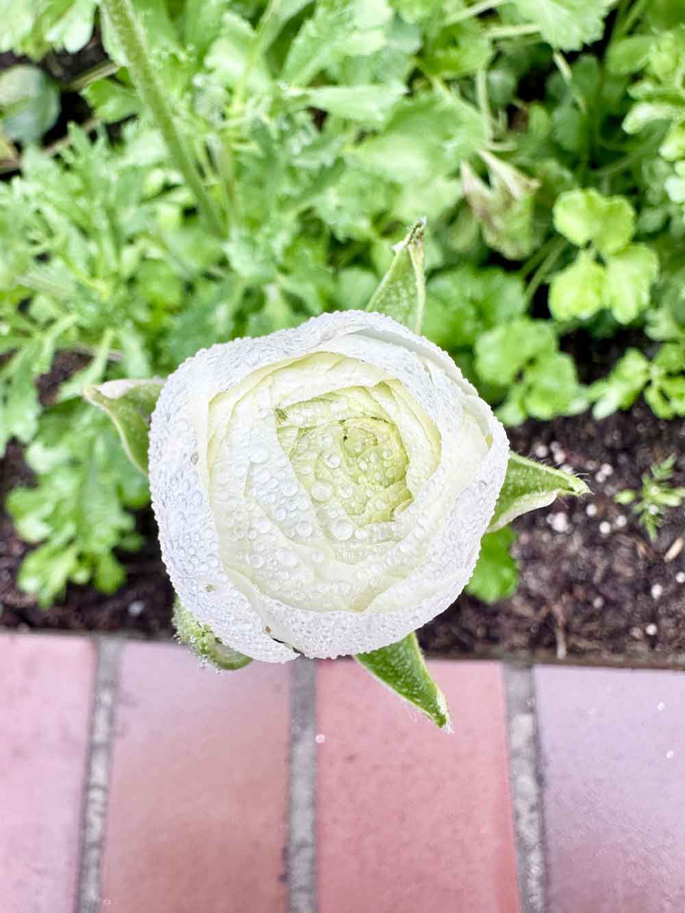 Ranunculus in the rain