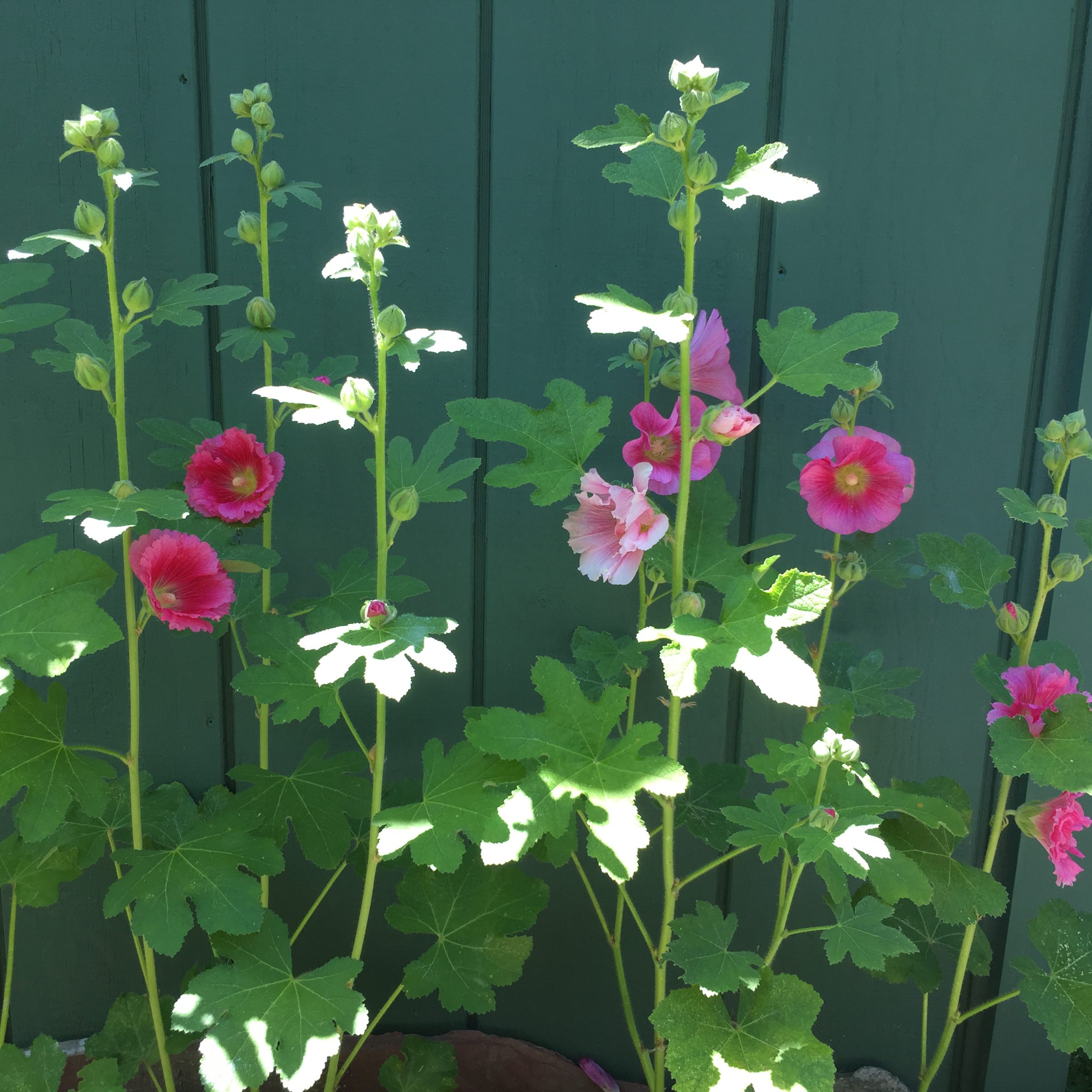 Hollyhocks against garden shed