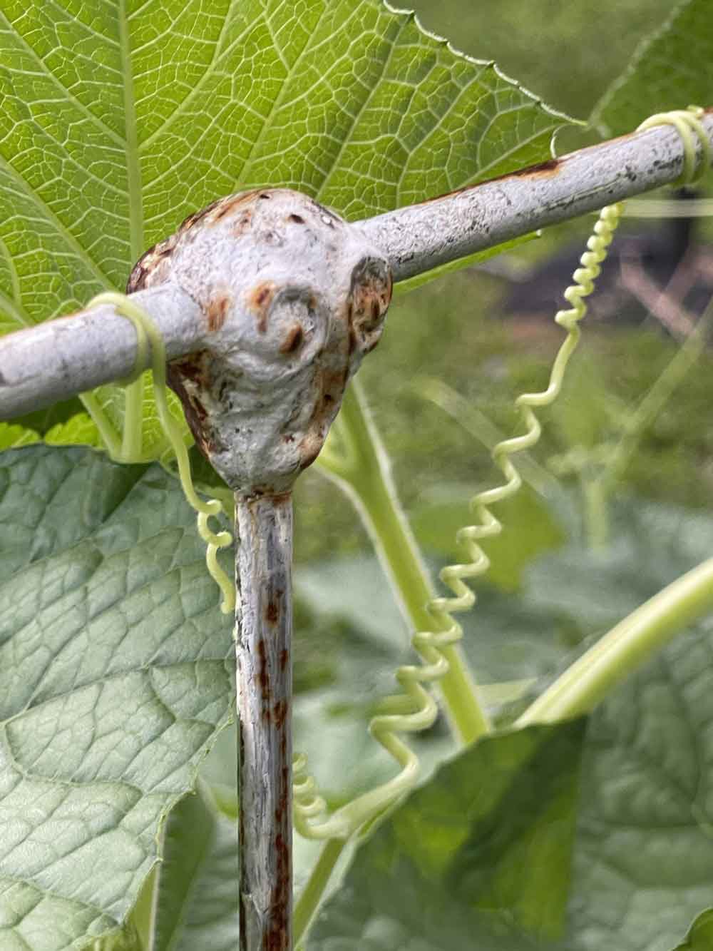 Gourds I- in the beginning